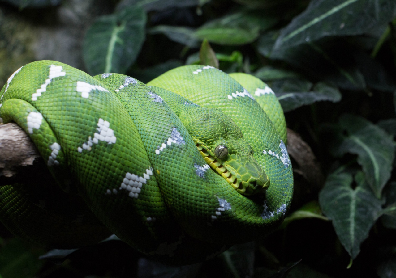 Desktop Wallpaper Green Tree Python, Reptile, Snake, HD Image, Picture, Background, 6jewv