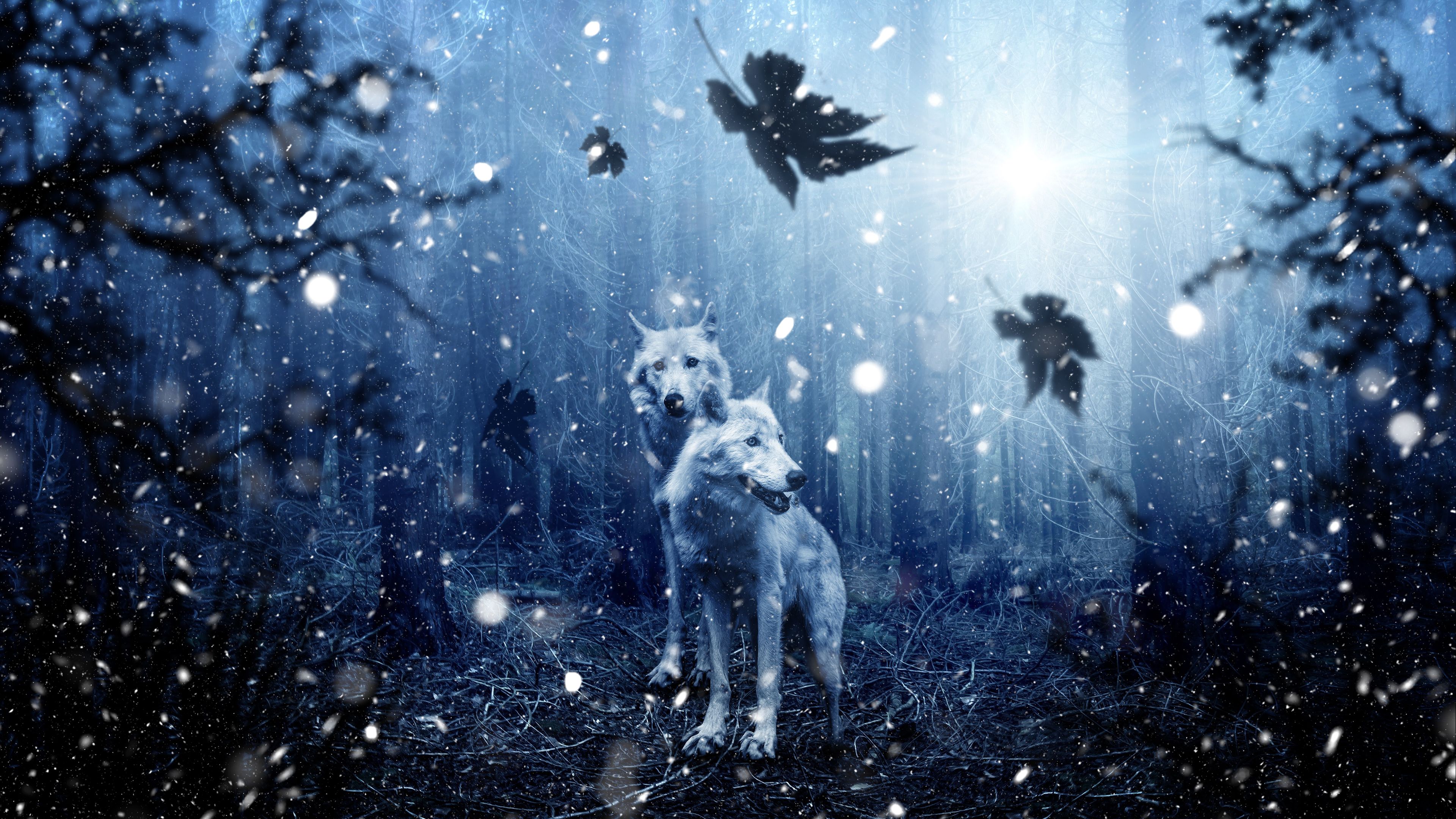 Winter Wolves Wallpaper Free Winter Wolves Background