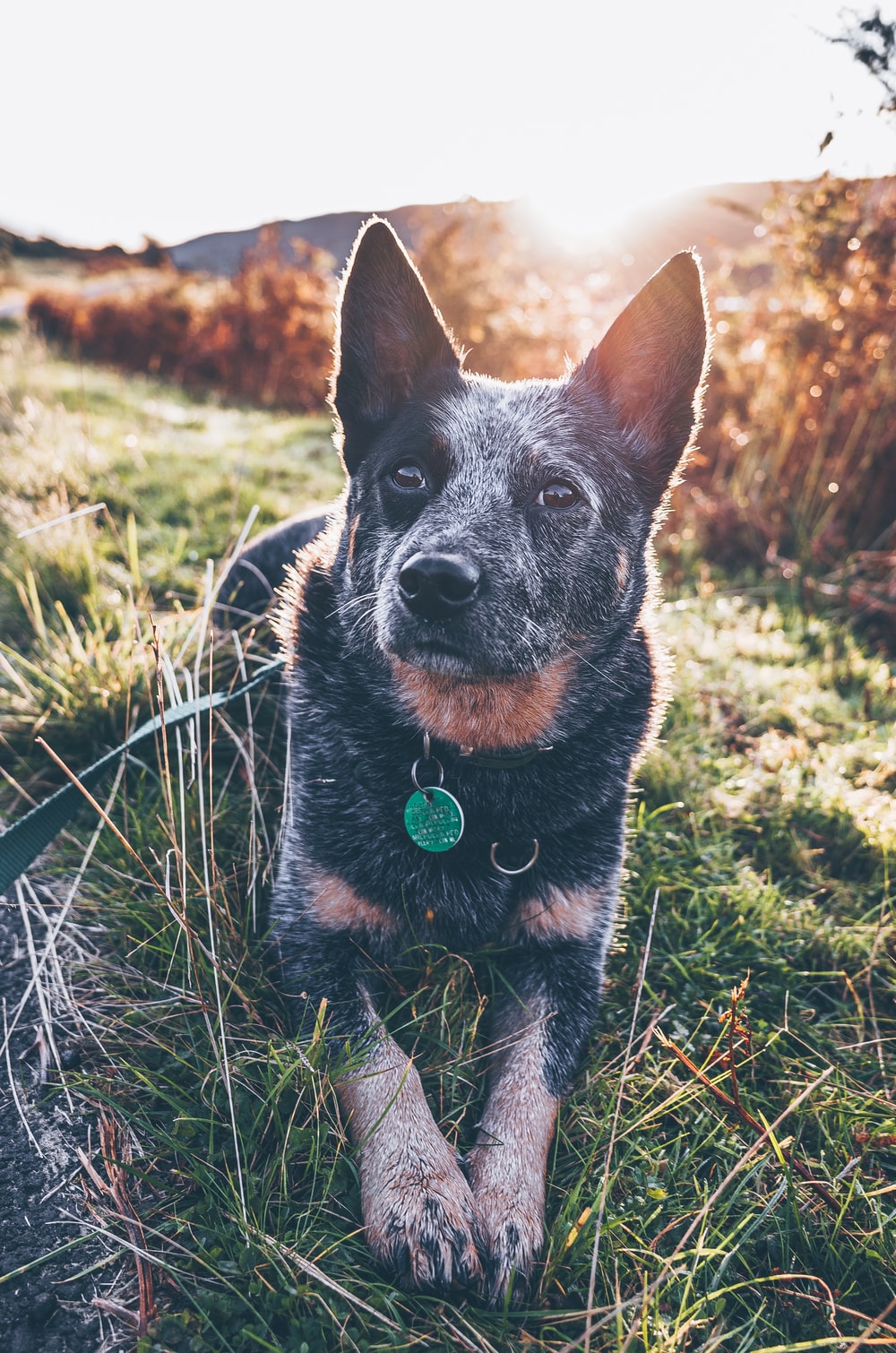 Australian Cattle Dog Picture. Download Free Image