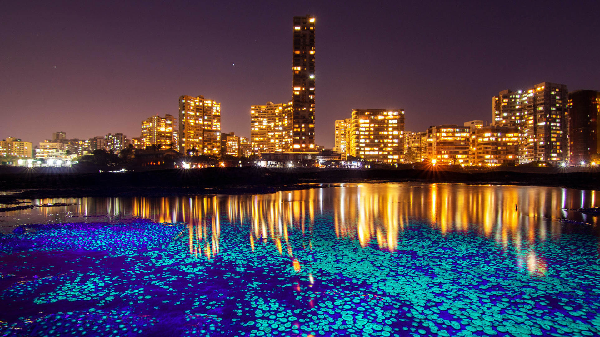 Mumbai's Tide Pools: The City Beyond the Shore