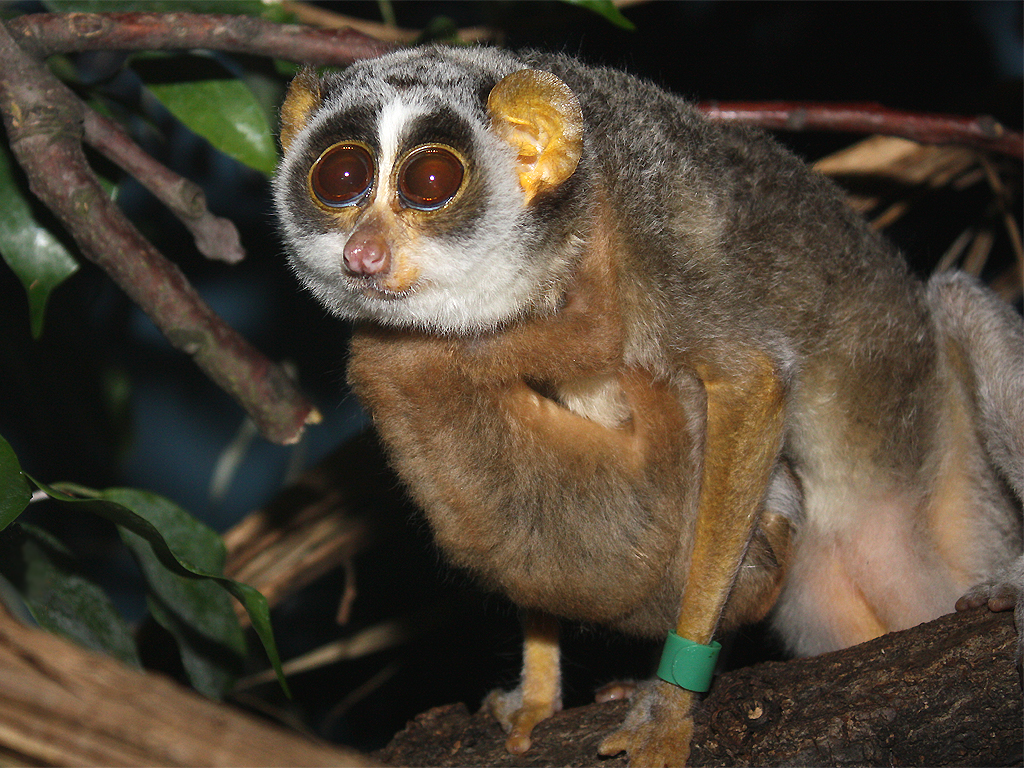Roter Schlanklori mit Jungem / Red Slender Loris with youn