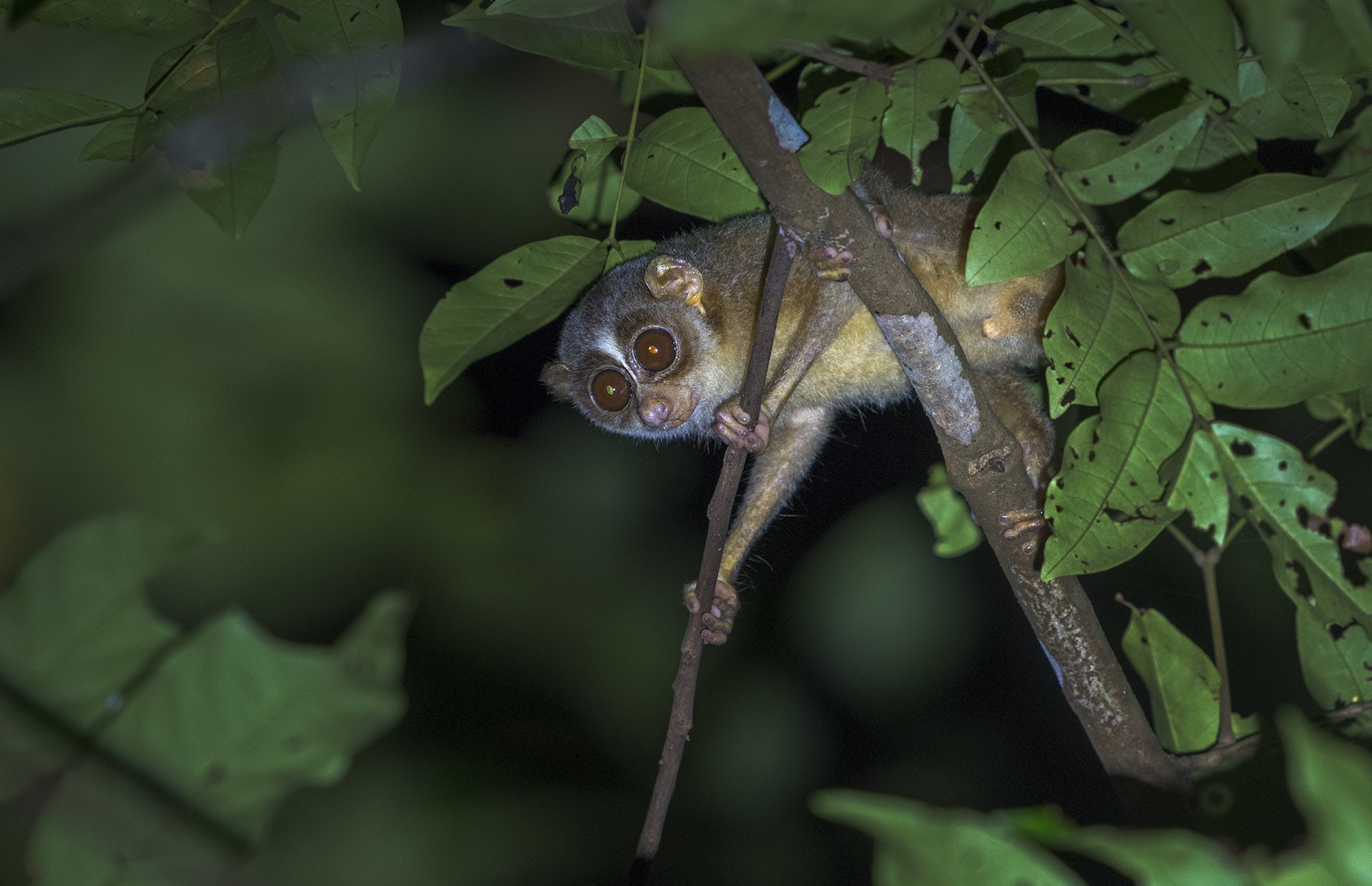 Baby of the Forest: In Search of the Malabar Grey Slender Loris