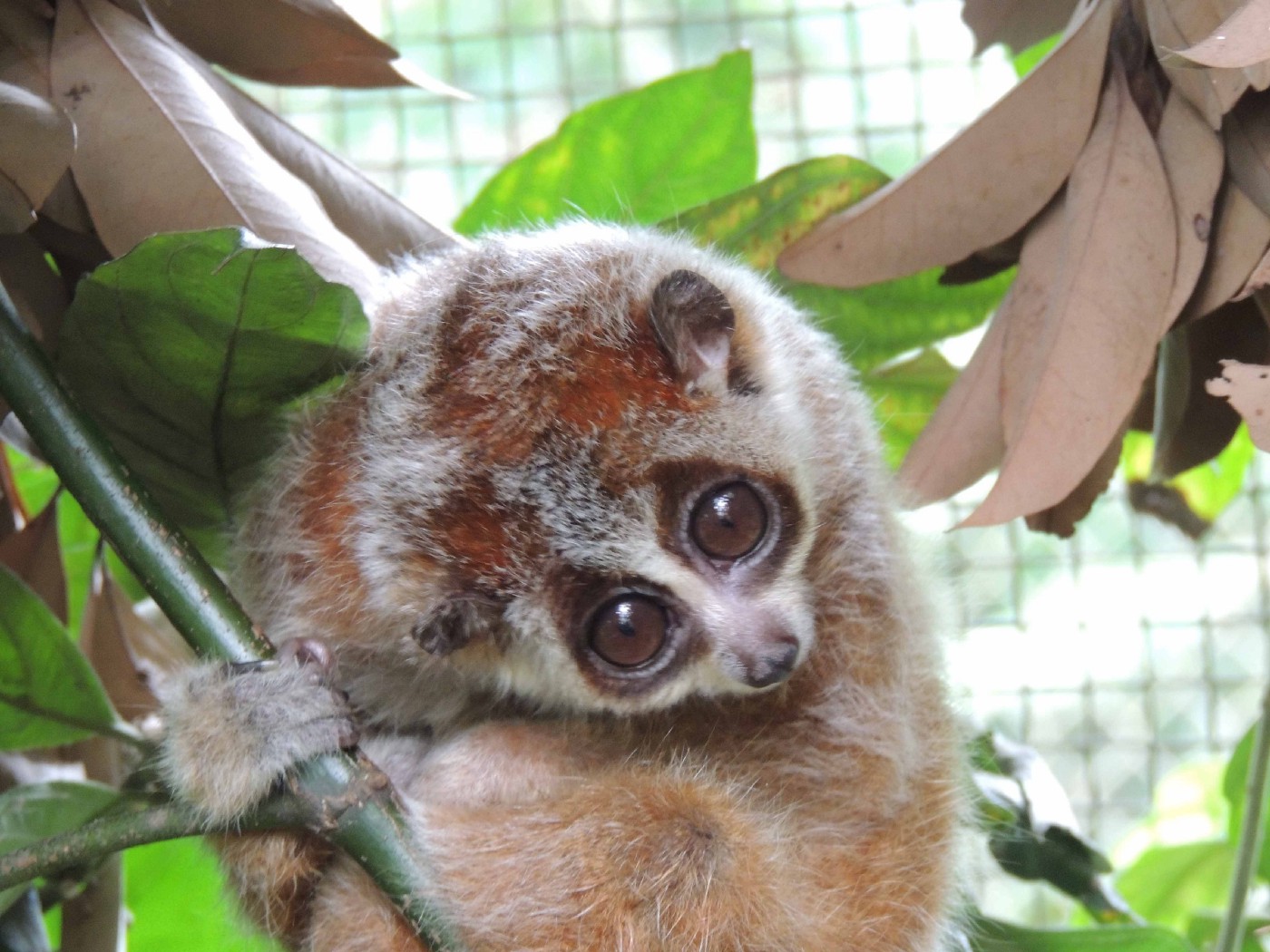 Saving the slow loris. In the forest canopies of Vietnam lives.