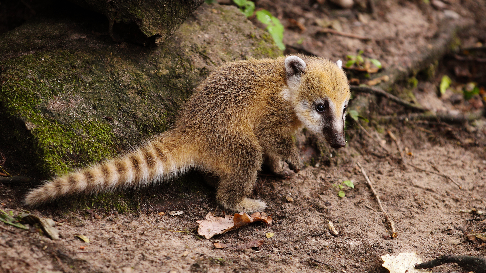 Coati wallpaper, Animal, HQ Coati pictureK Wallpaper 2019