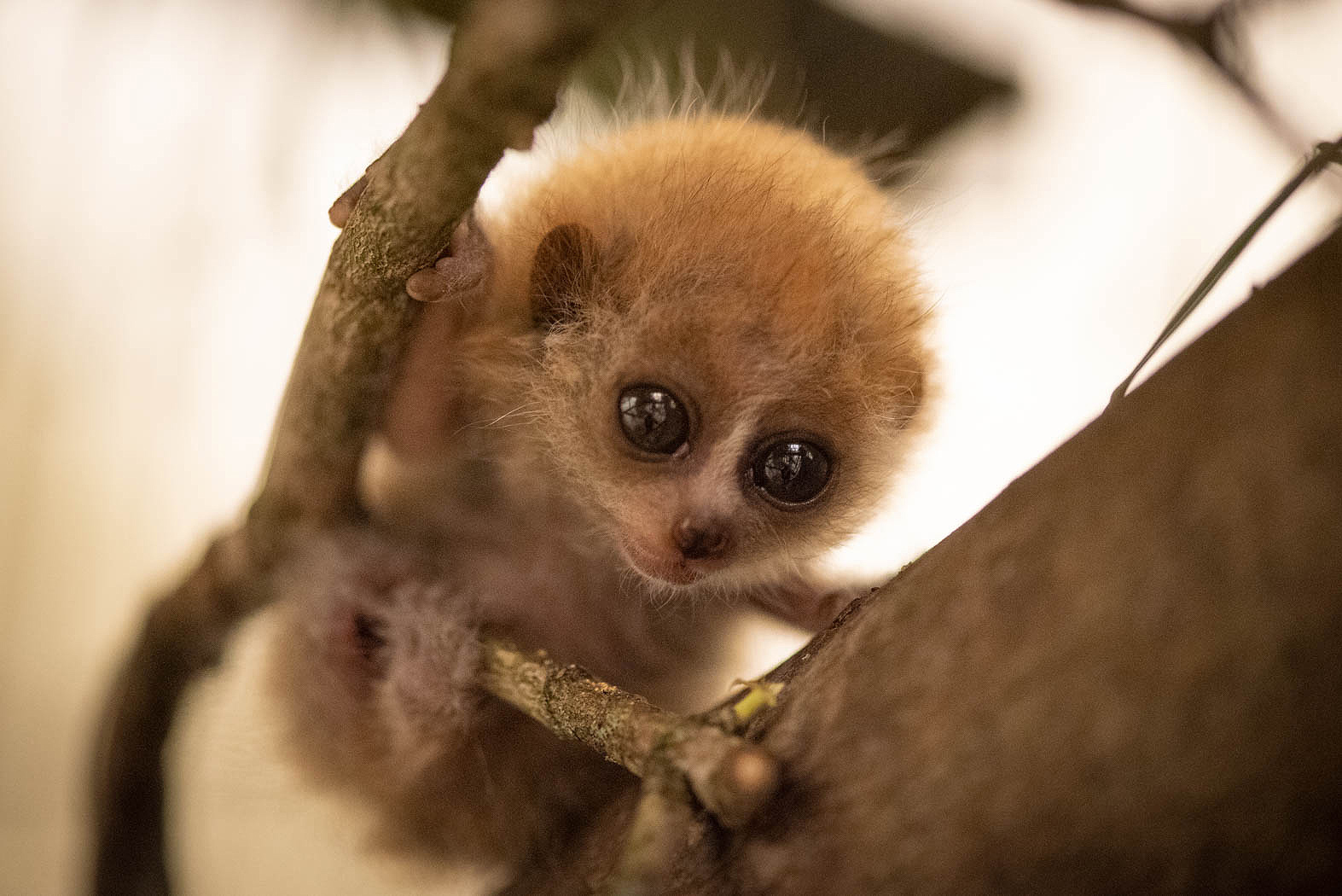 Baby Pygmy Slow Loris Born at the Columbus Zoo