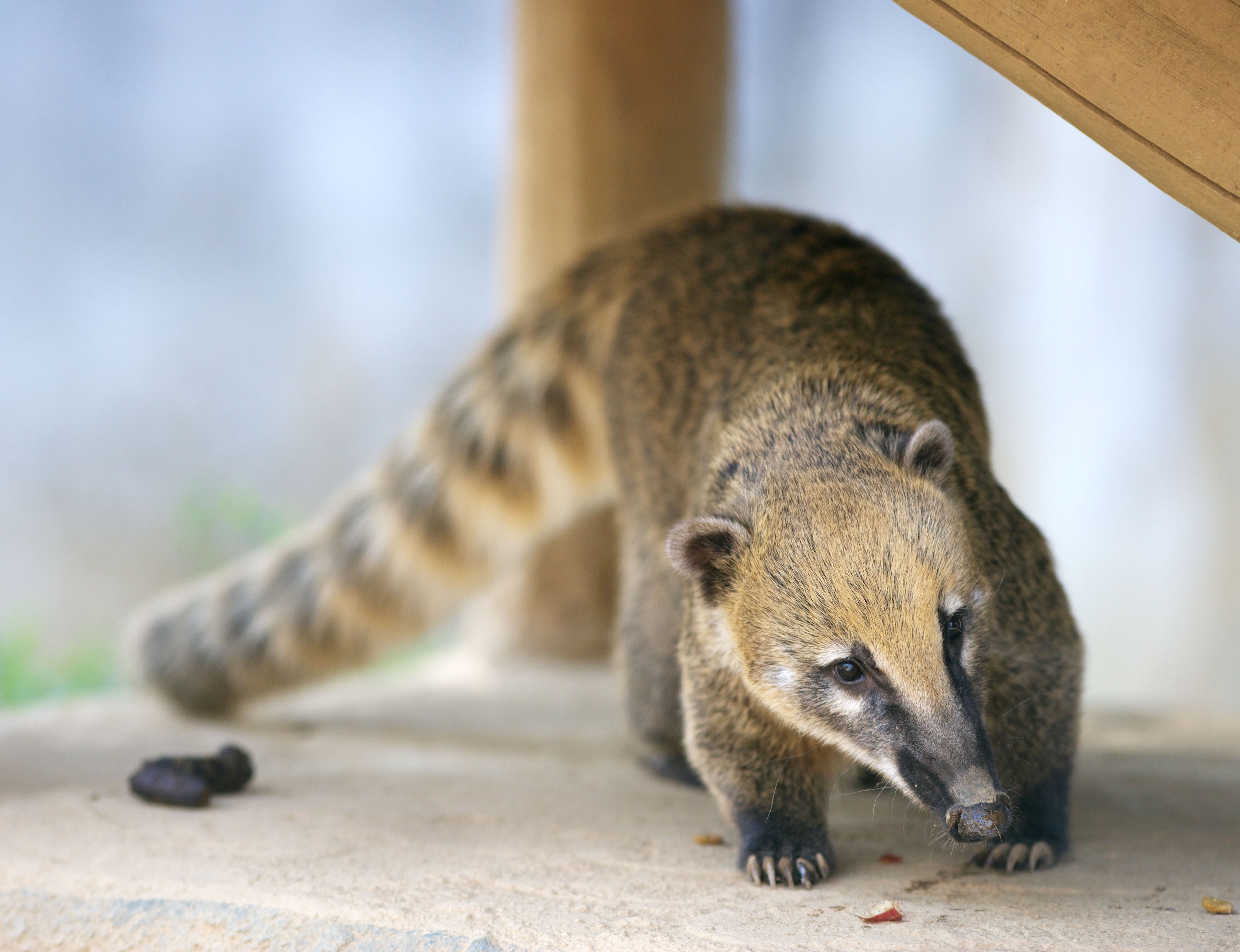Animal Coati Wallpaper:4100x3147