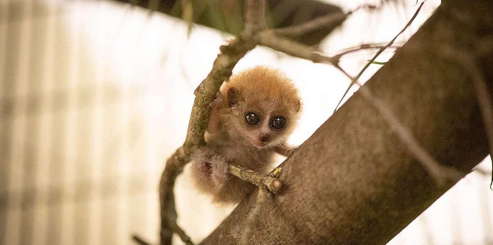 Baby Pygmy Slow Loris Born at the Columbus Zoo