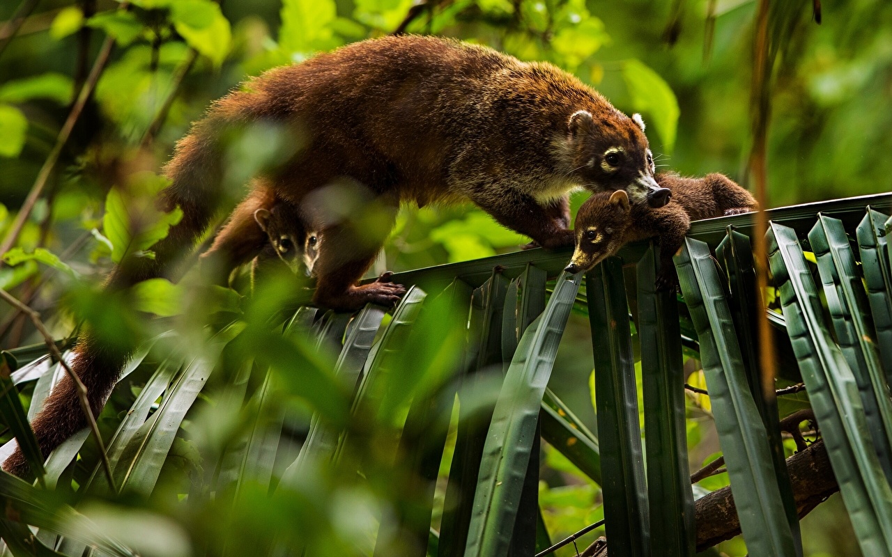 Wallpaper Leaf White Nosed Coati Animal