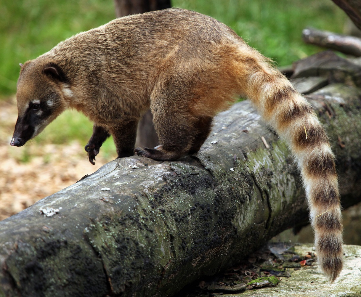 Coati Wallpapers - Wallpaper Cave