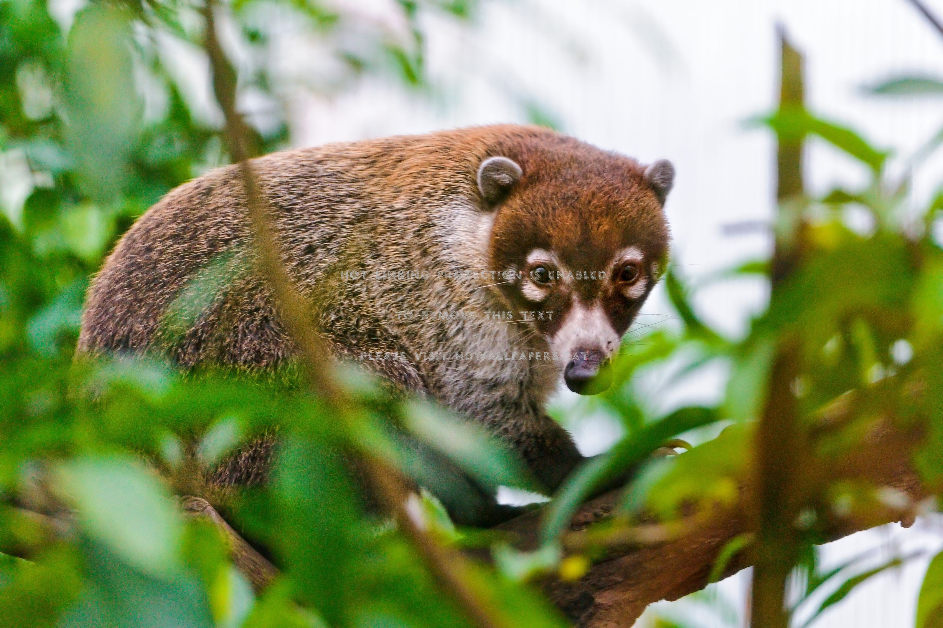 coati brazilian aardvarks wild mammals