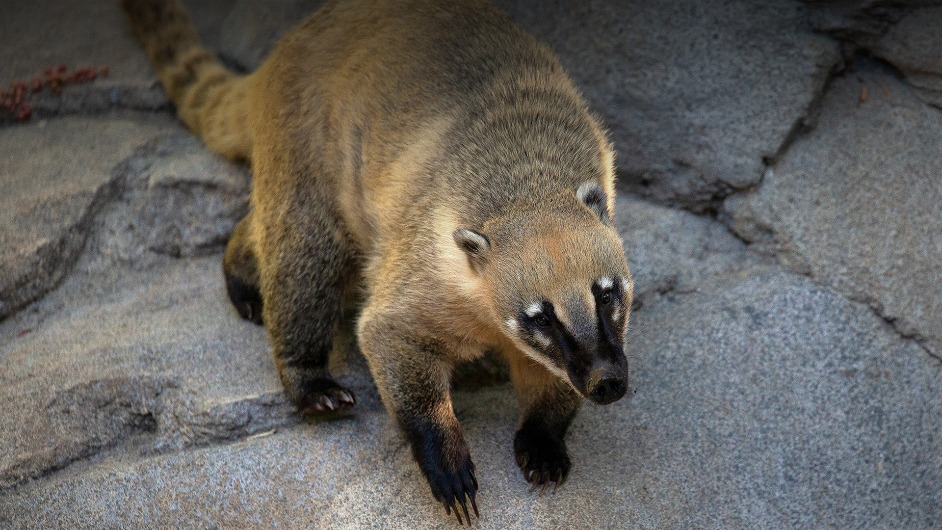 Coati. San Diego Zoo Animals & Plants
