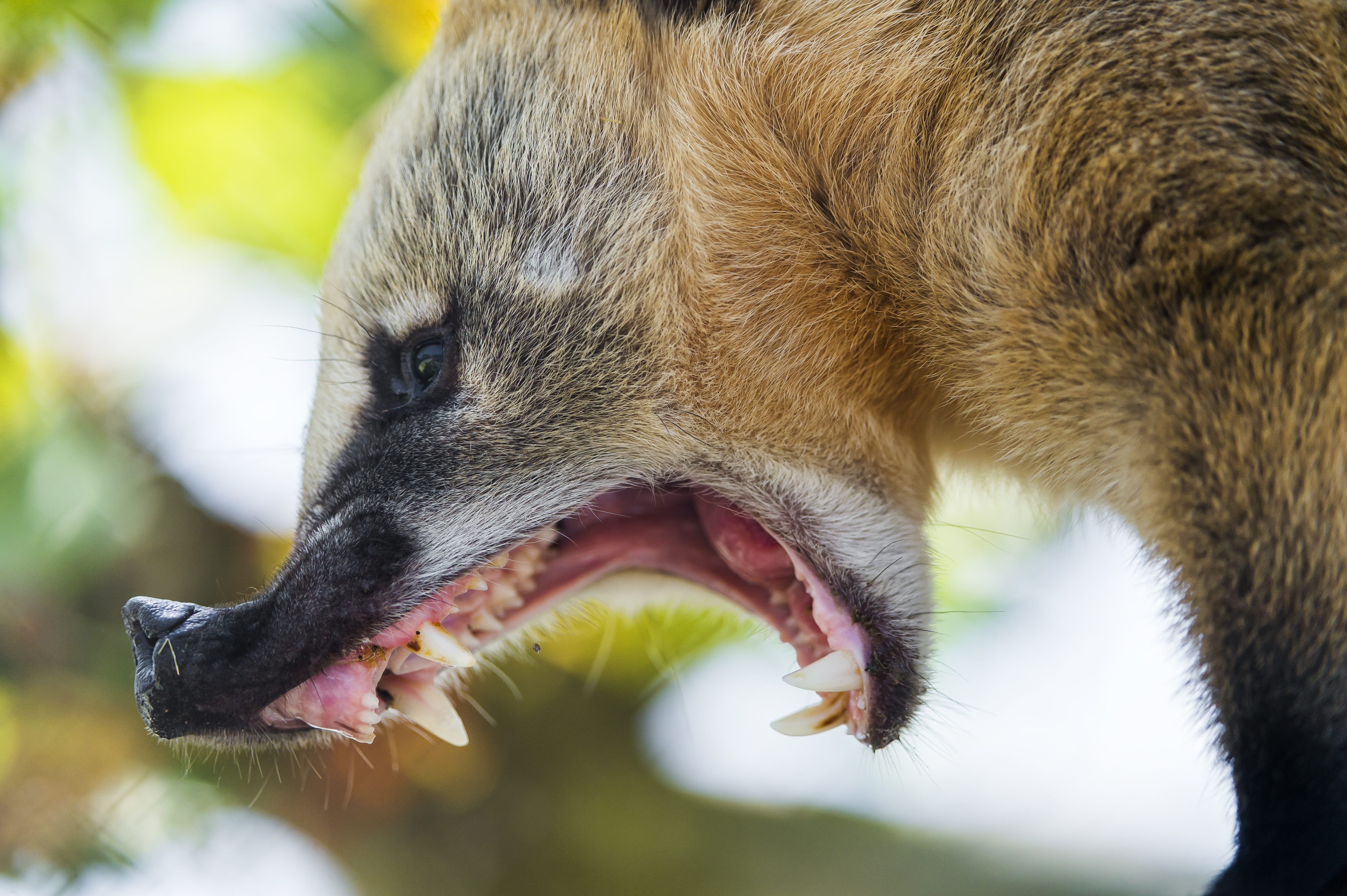 Wallpaper, portrait, brown, face, female, mammal, Zoo, Switzerland, Nikon, teeth, profile, wide, openmouth, Rothenburg, impressive, coati, d4, yaning, toniszoo 4928x3280
