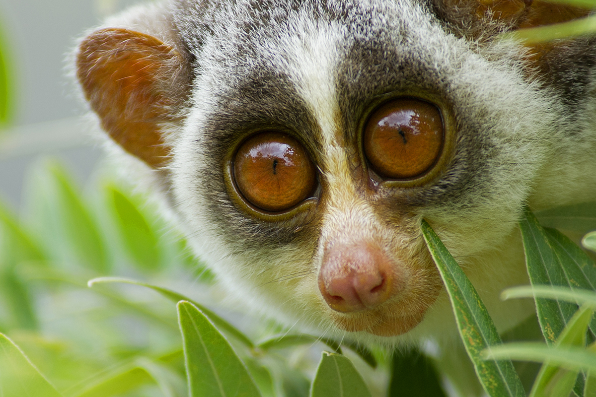 Your Environment This Week: Gold fields to dust bowl, slender loris in a city, journey of iron ore