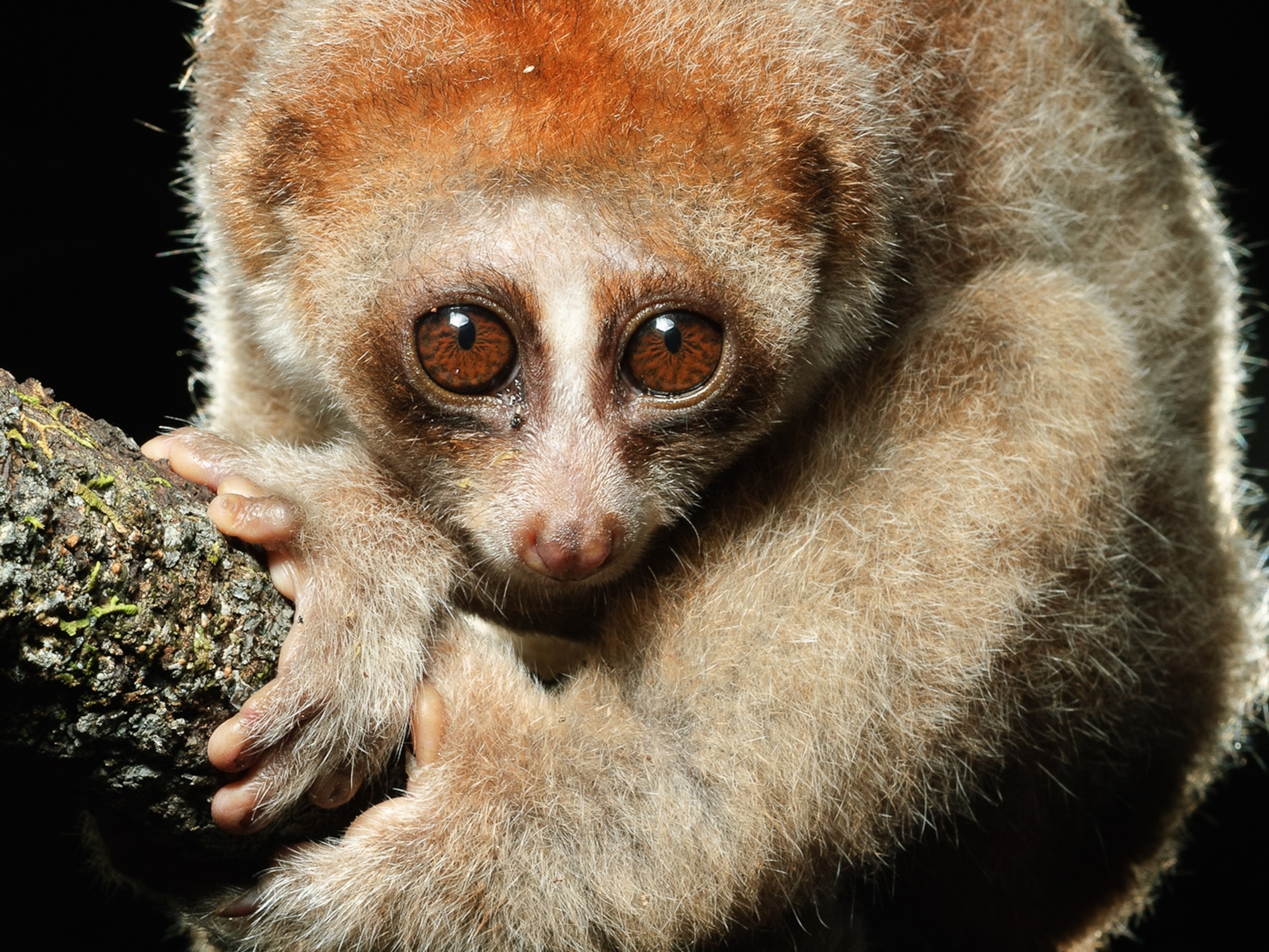 Venomous Primate Discovered in Borneo