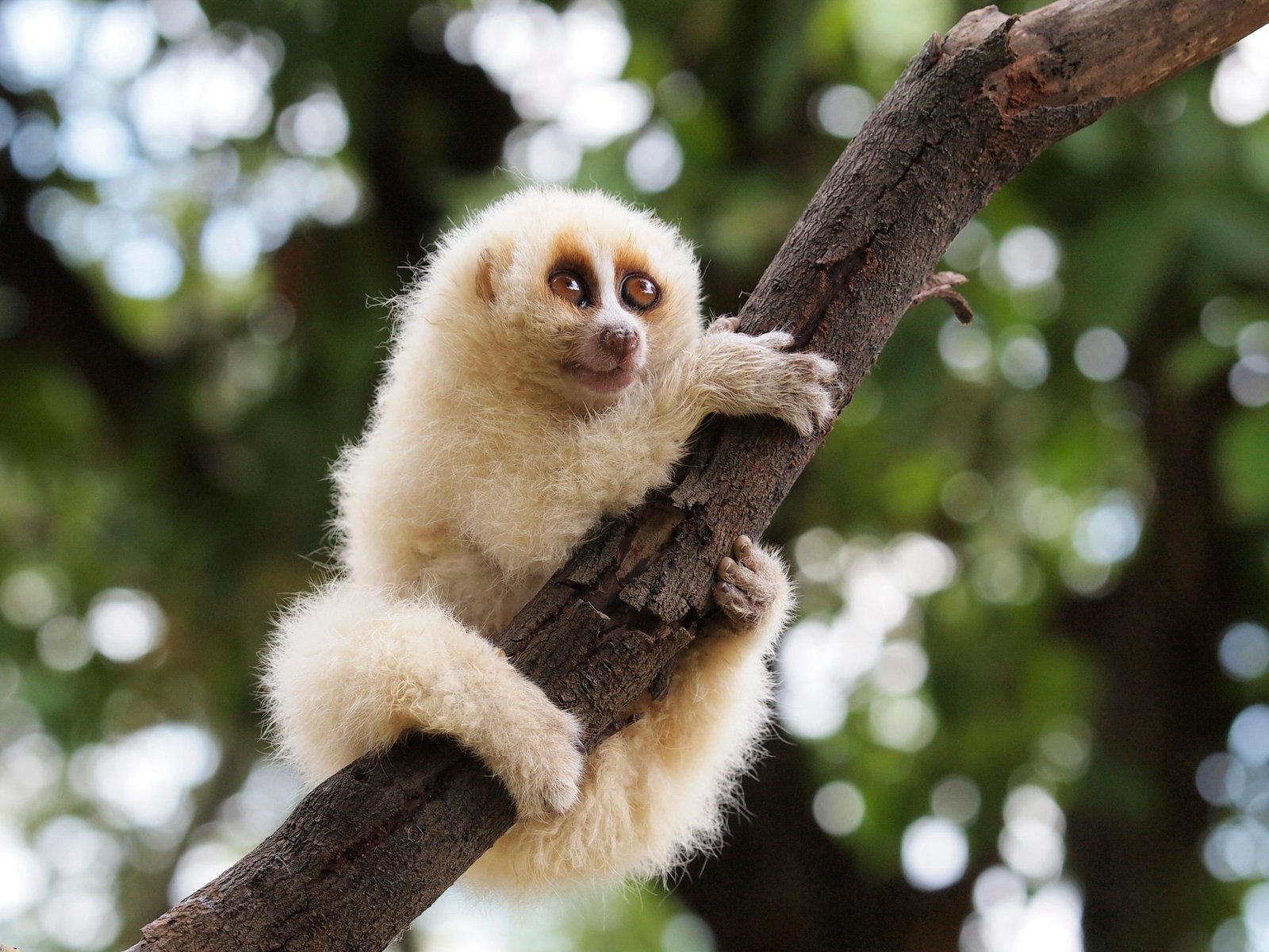 The Cute But Deadly Slow Loris Reserves Its Flesh Rotting Venom For Its Peers