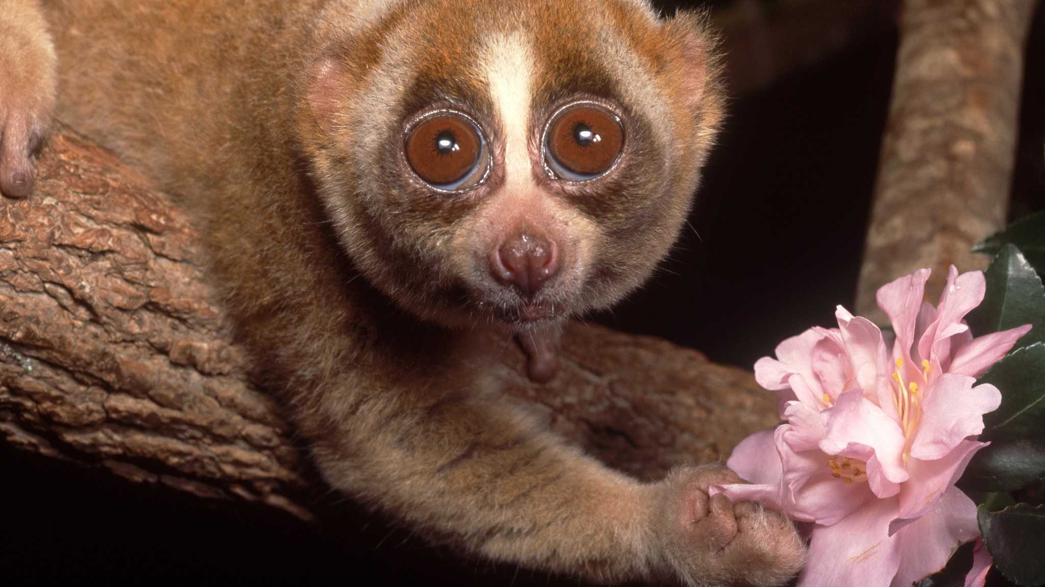 Rescued slow lorises returned to wild in SW China