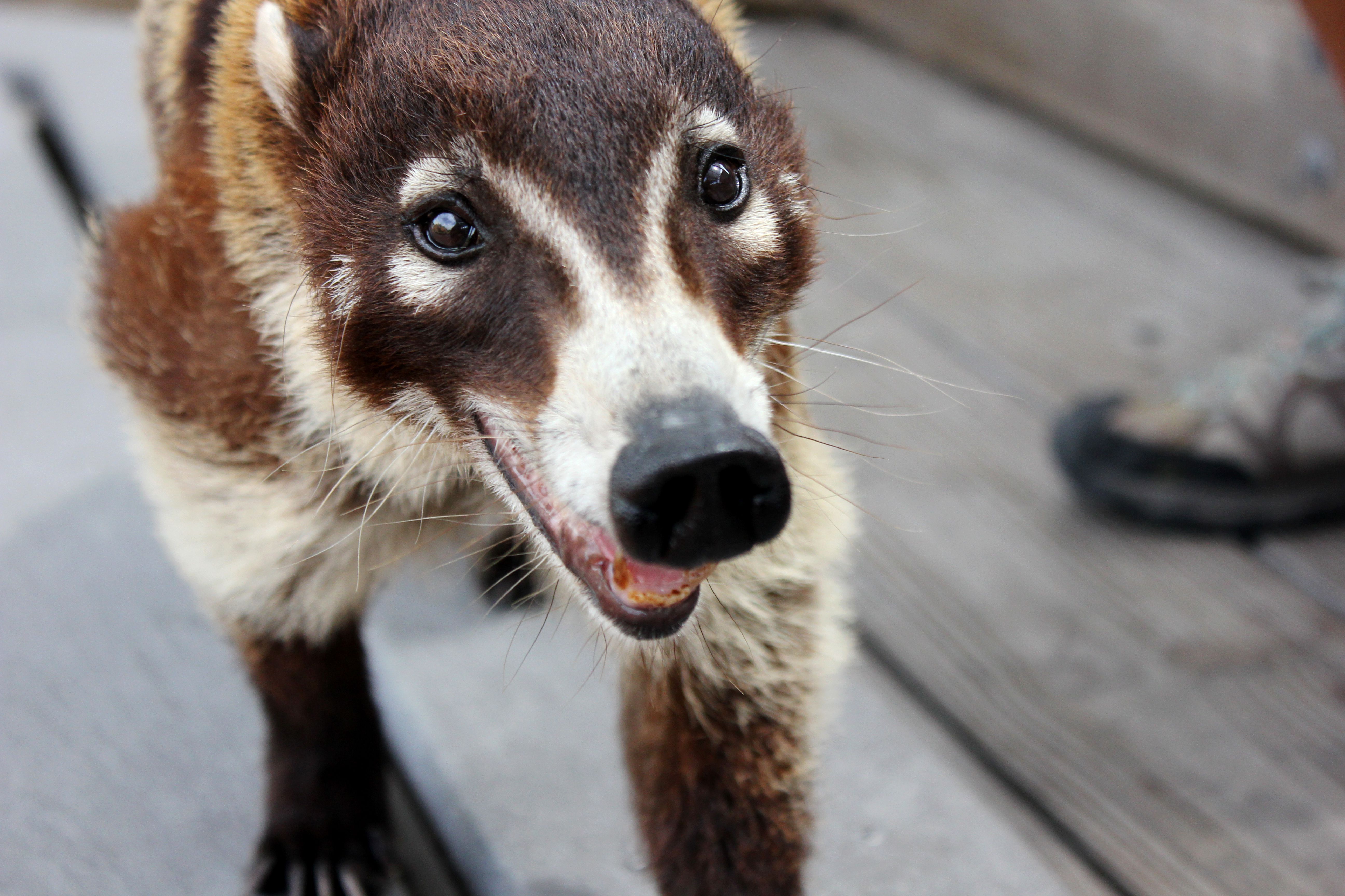 Coati, phone, desktop wallpaper, picture, photo