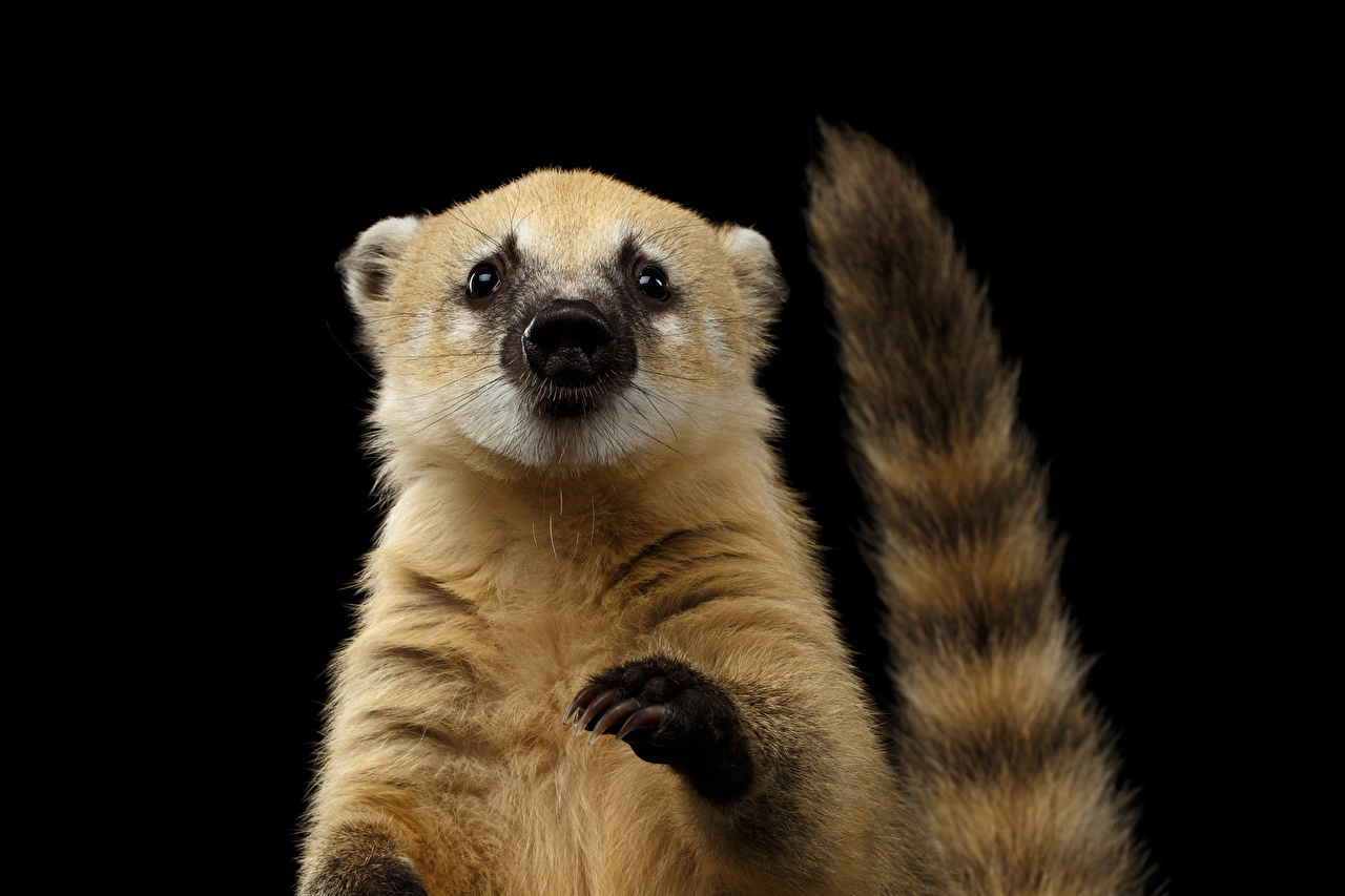 Wallpaper South American coati Tail Paws Animals Black background