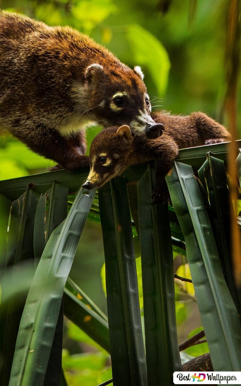 Coati HD wallpaper download