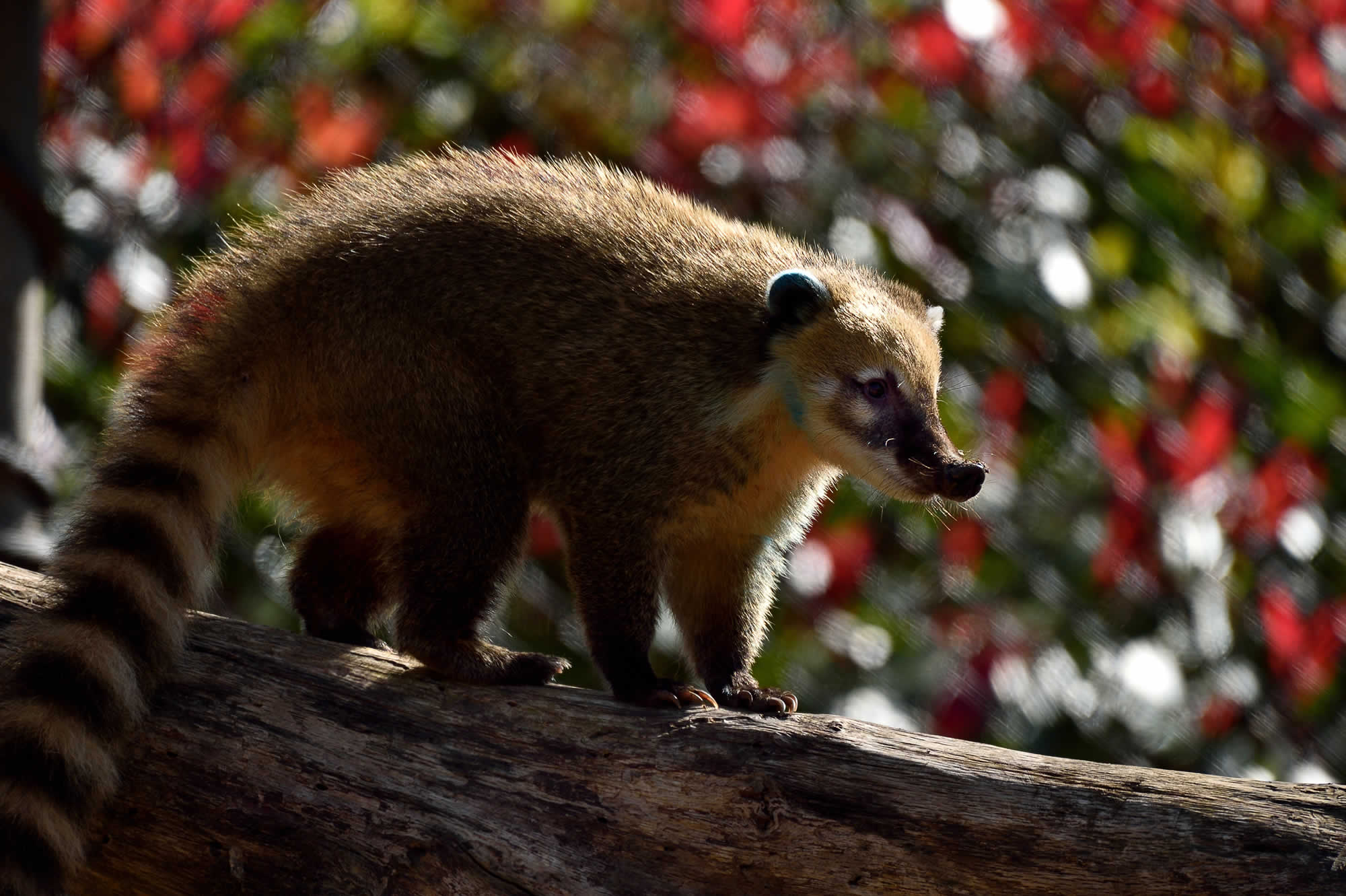 Coati Wallpapers - Wallpaper Cave