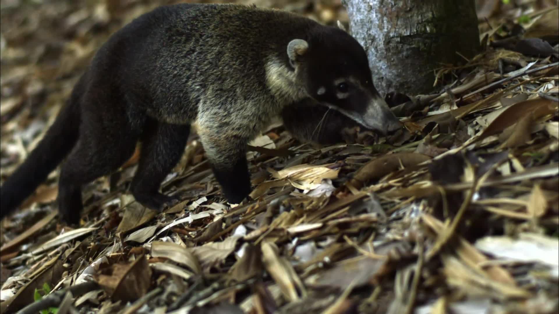Watch What Do You Get When a Pig and a Monkey Have a Baby? A Coati
