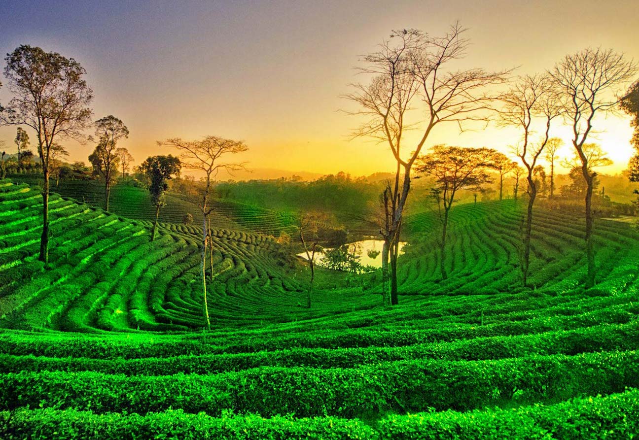 Assam Fields Wallpapers Wallpaper Cave