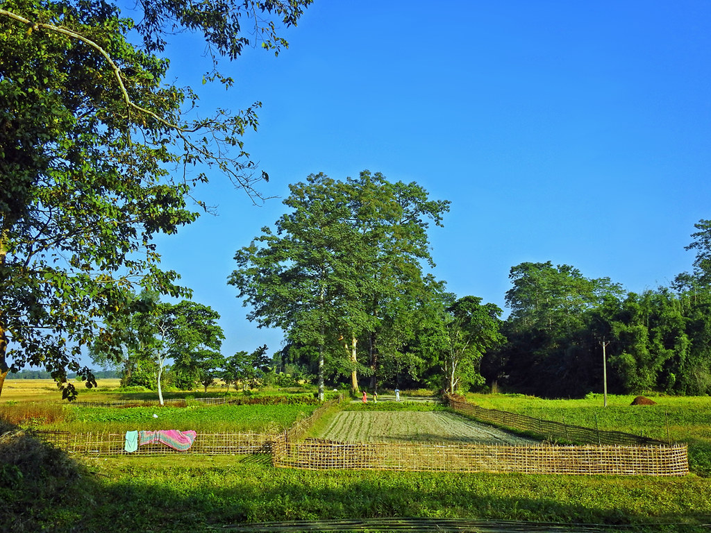 Assam Fields Wallpapers Wallpaper Cave