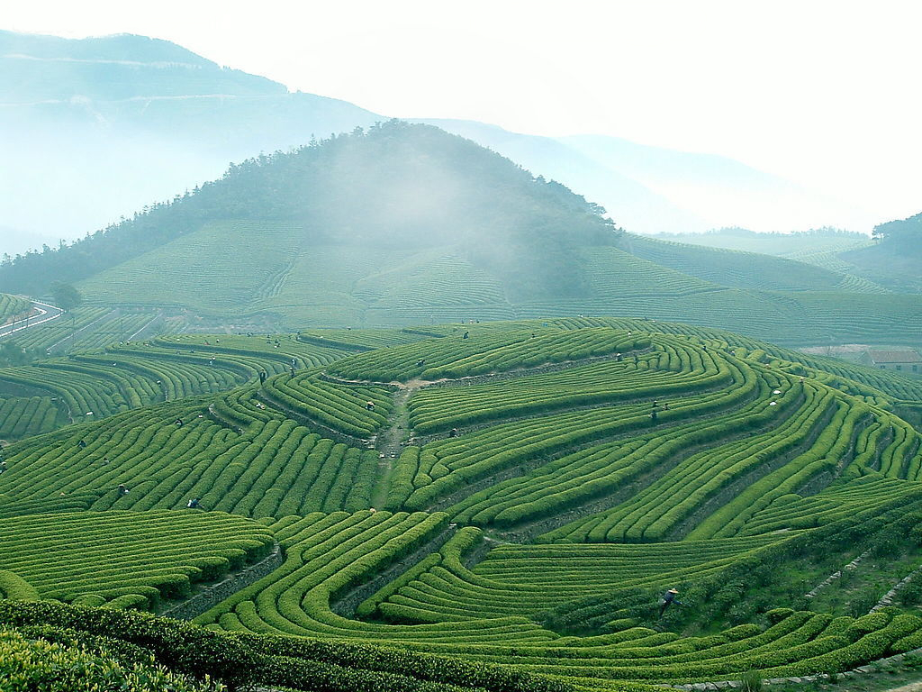 Assam Fields Wallpapers Wallpaper Cave