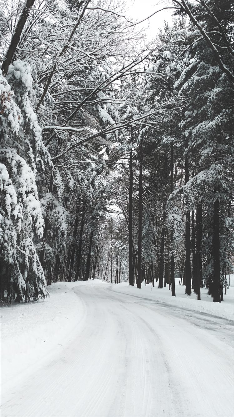 road surrounded by trees during winter iPhone 8 Wallpaper Free Download