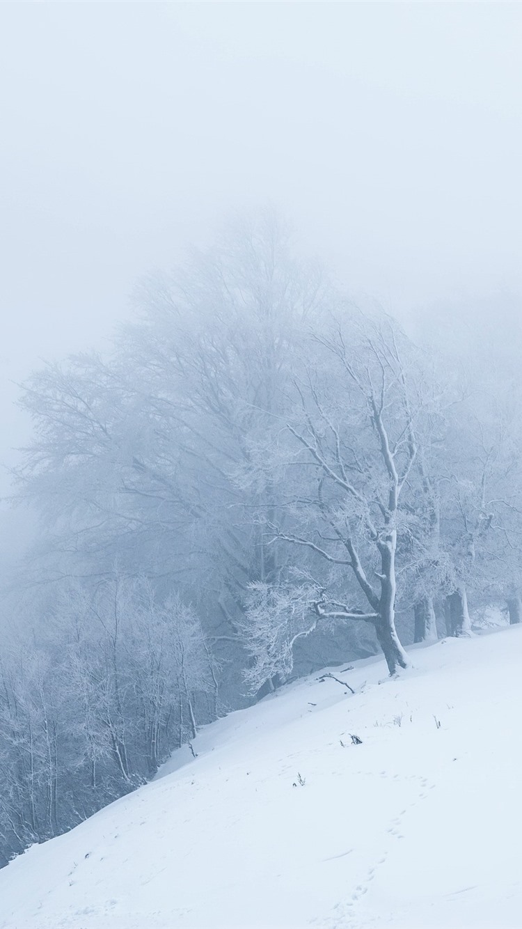 Snow, White World, Trees, Fog, Morning, Winter 750x1334 IPhone 8 7 6 6S Wallpaper, Background, Picture, Image