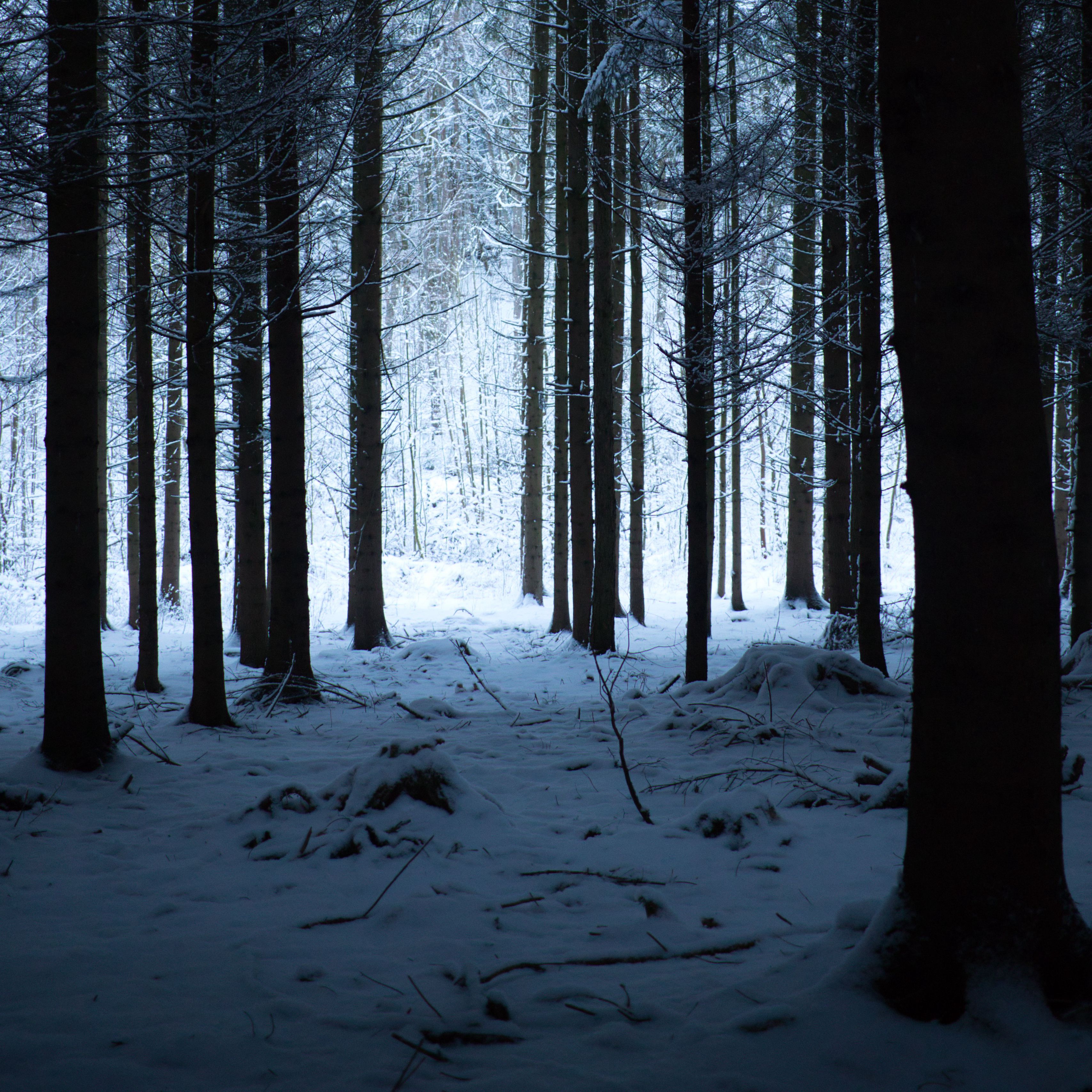 Download wallpaper 3415x3415 forest, winter, snow, trees, snowy, hike ipad pro 12.9 retina for parallax HD background