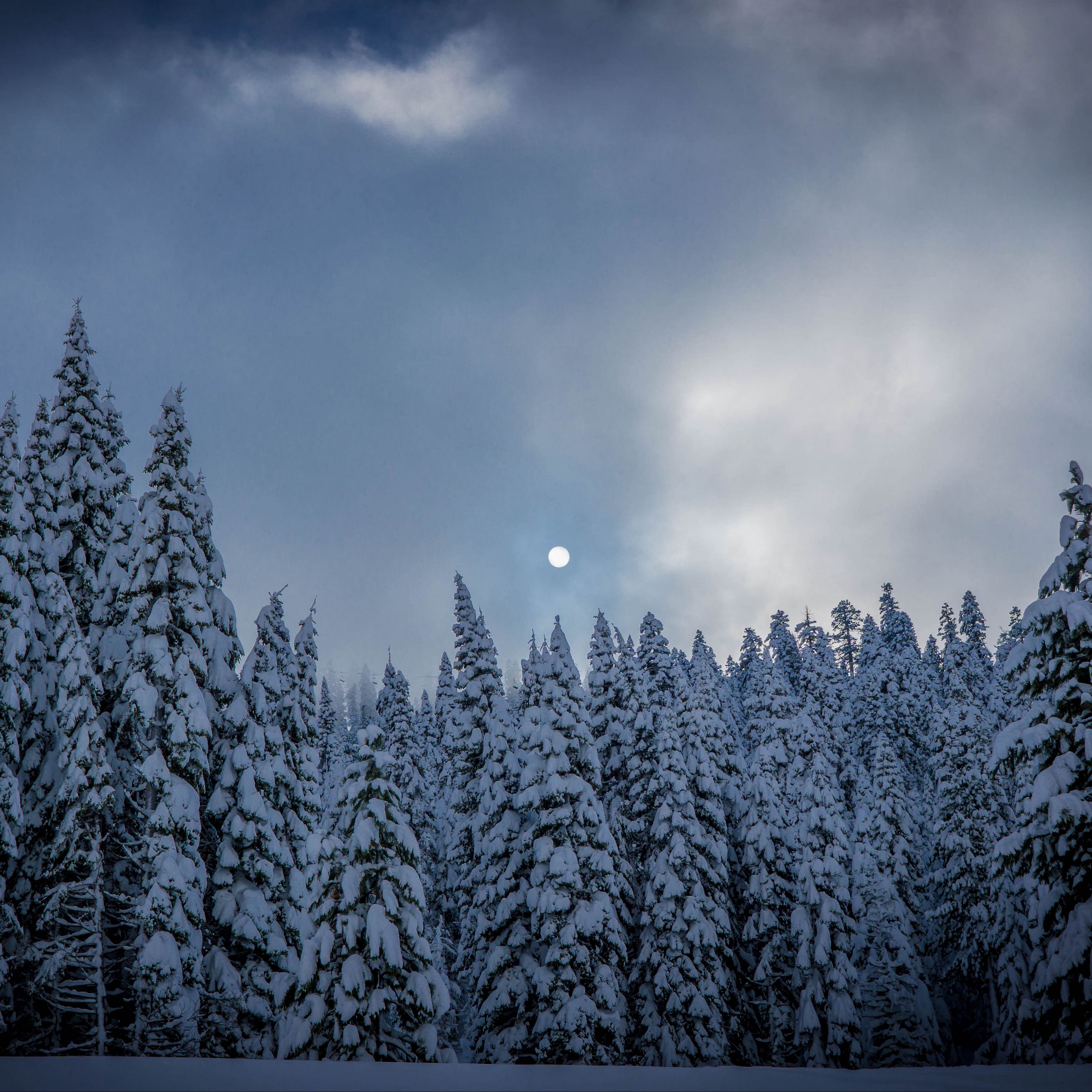 Download wallpaper 3415x3415 winter, fir, snow, forest ipad pro 12.9 retina for parallax HD background
