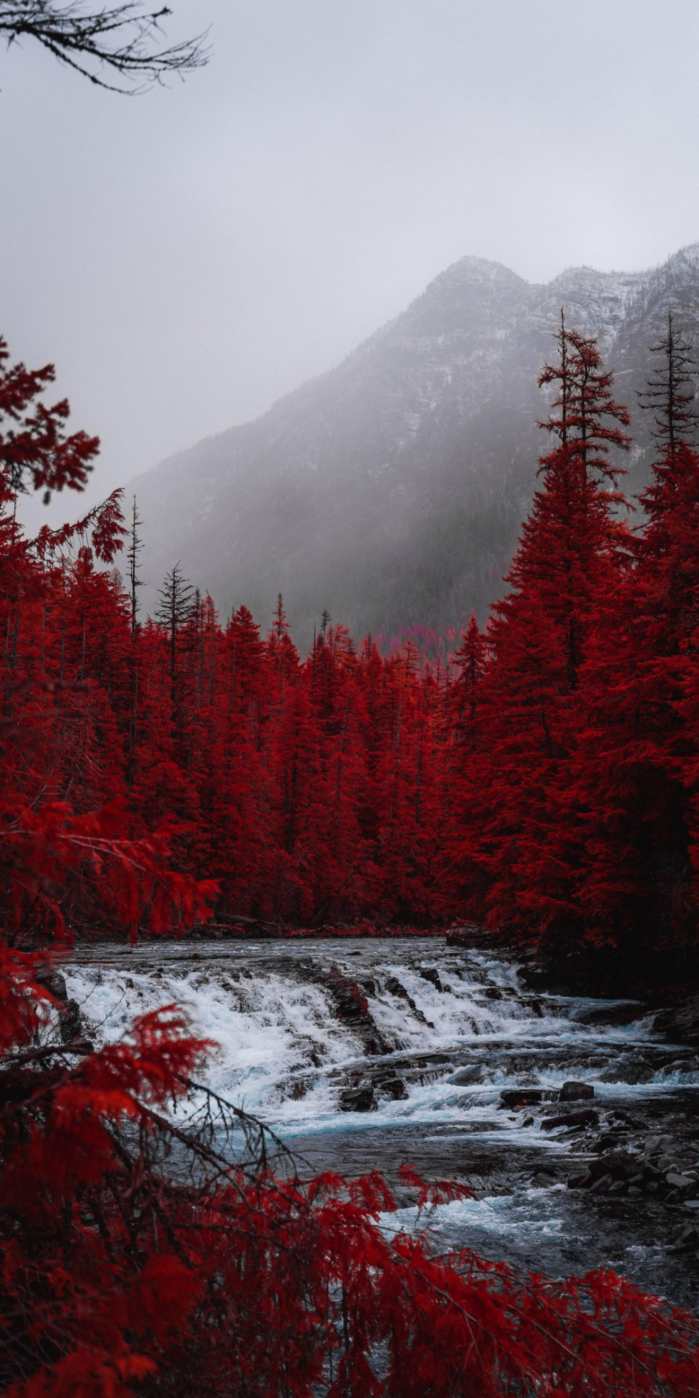 Red forest, tree, stream, nature wallpaper. Still life photography, Aesthetic background, Red aesthetic