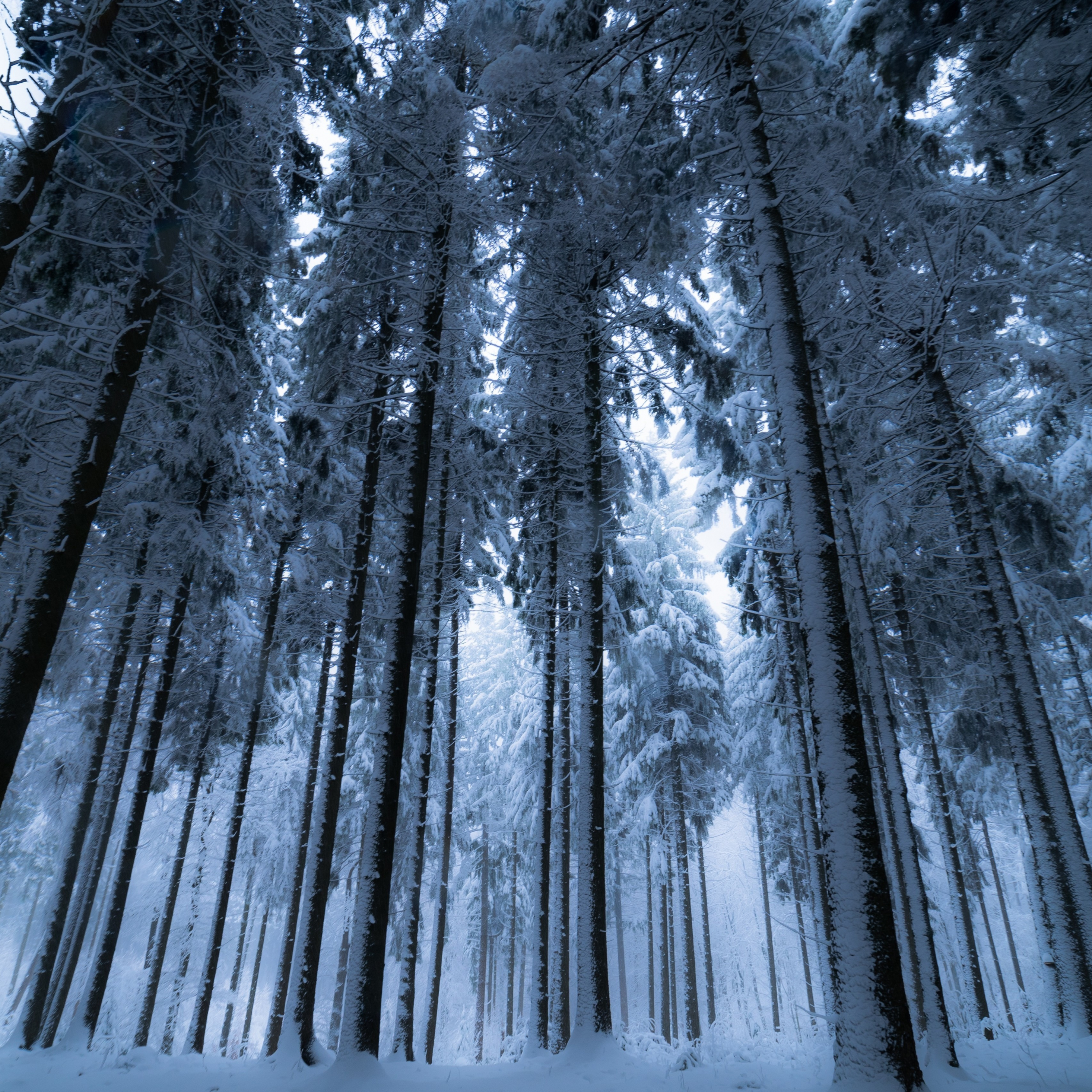 Download 2932x2932 wallpaper trees, forest, winter, ipad pro retina, 2932x2932 HD image, background, 1710