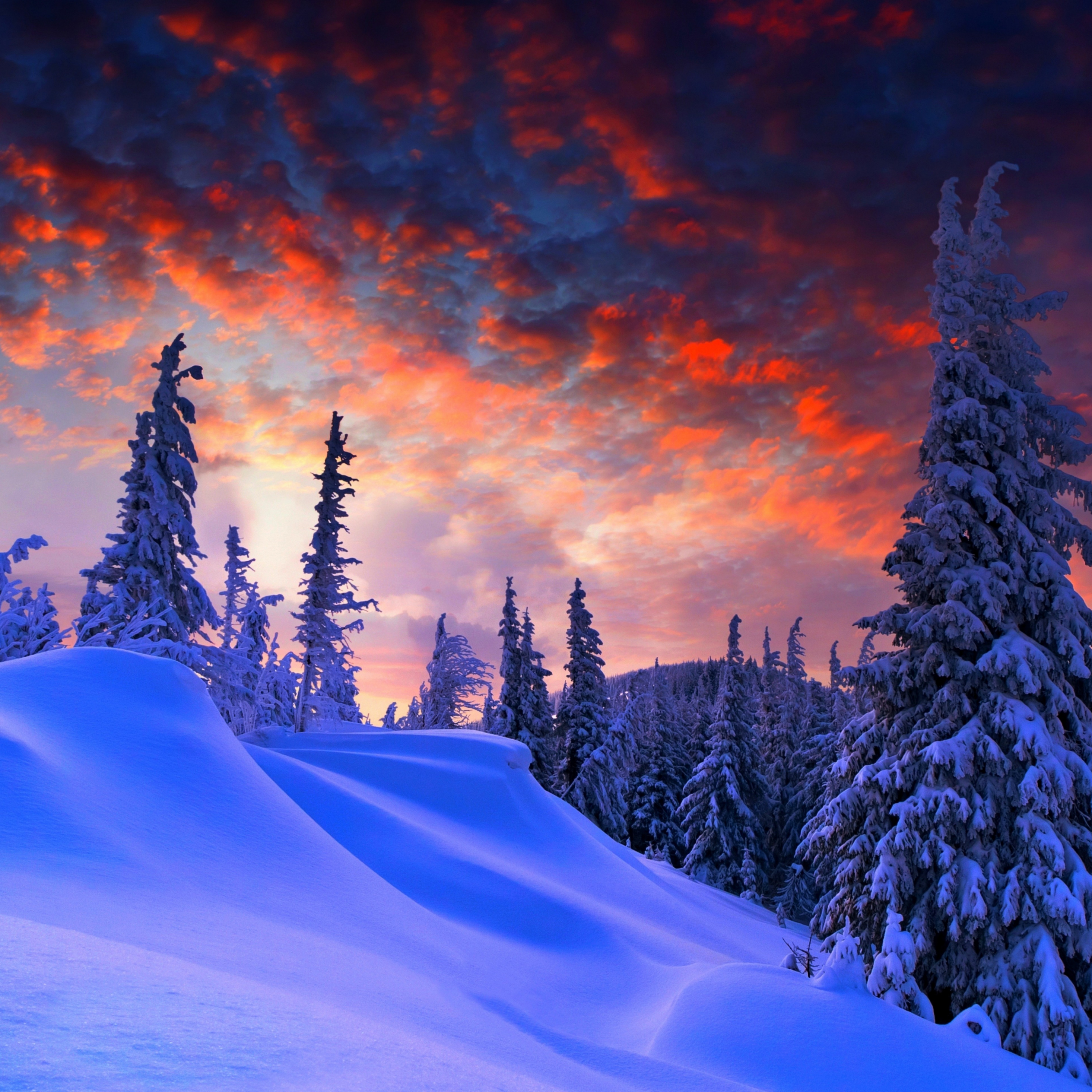 Download 2932x2932 wallpaper winter evening, beautiful sky, trees, clouds, ipad pro retina, 2932x2932 HD image, background, 1199