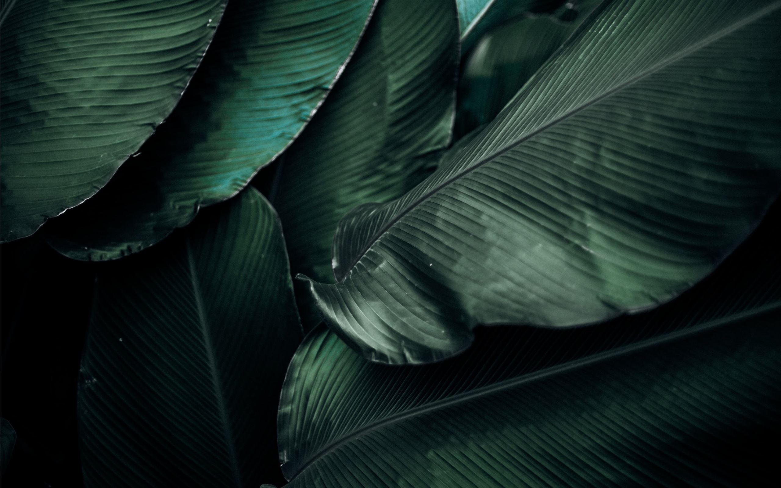 green leaves macro photography Mac Wallpaper Download