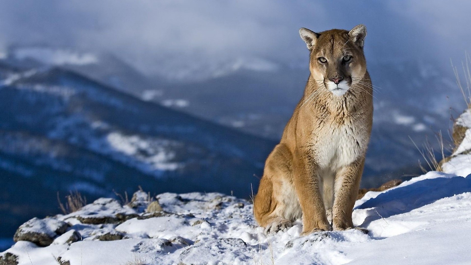 winter snow animals wildlife puma 1920x1080 wallpaper