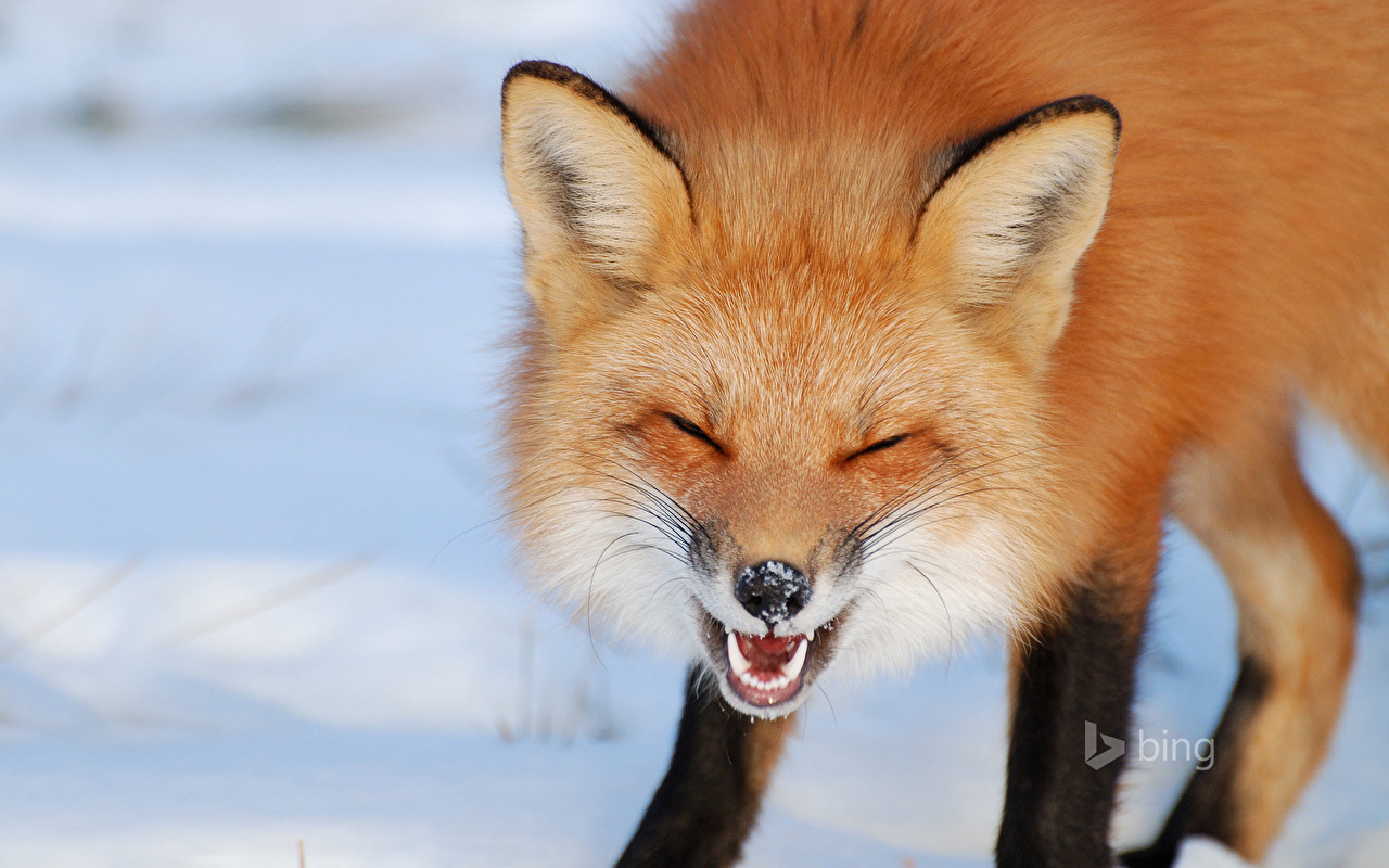 Wallpaper Foxes Winter Animals