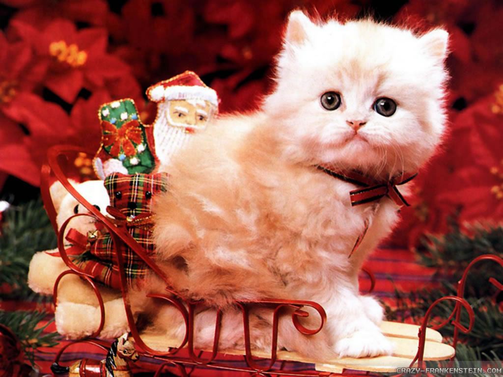 Christmas Cats!. Christmas cats, Christmas animals, Cat wallpaper