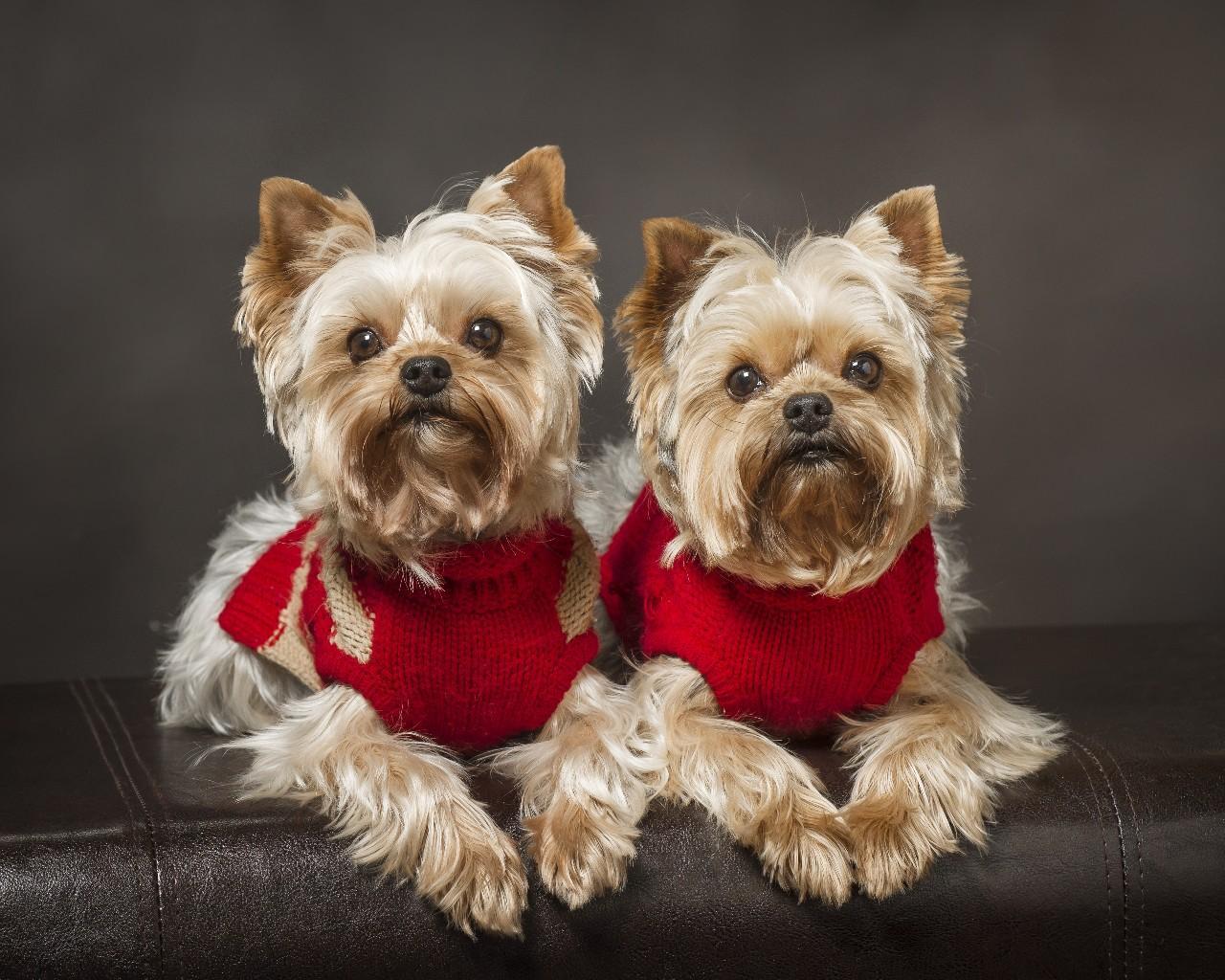 Christmas Animals Wallpaper for Android