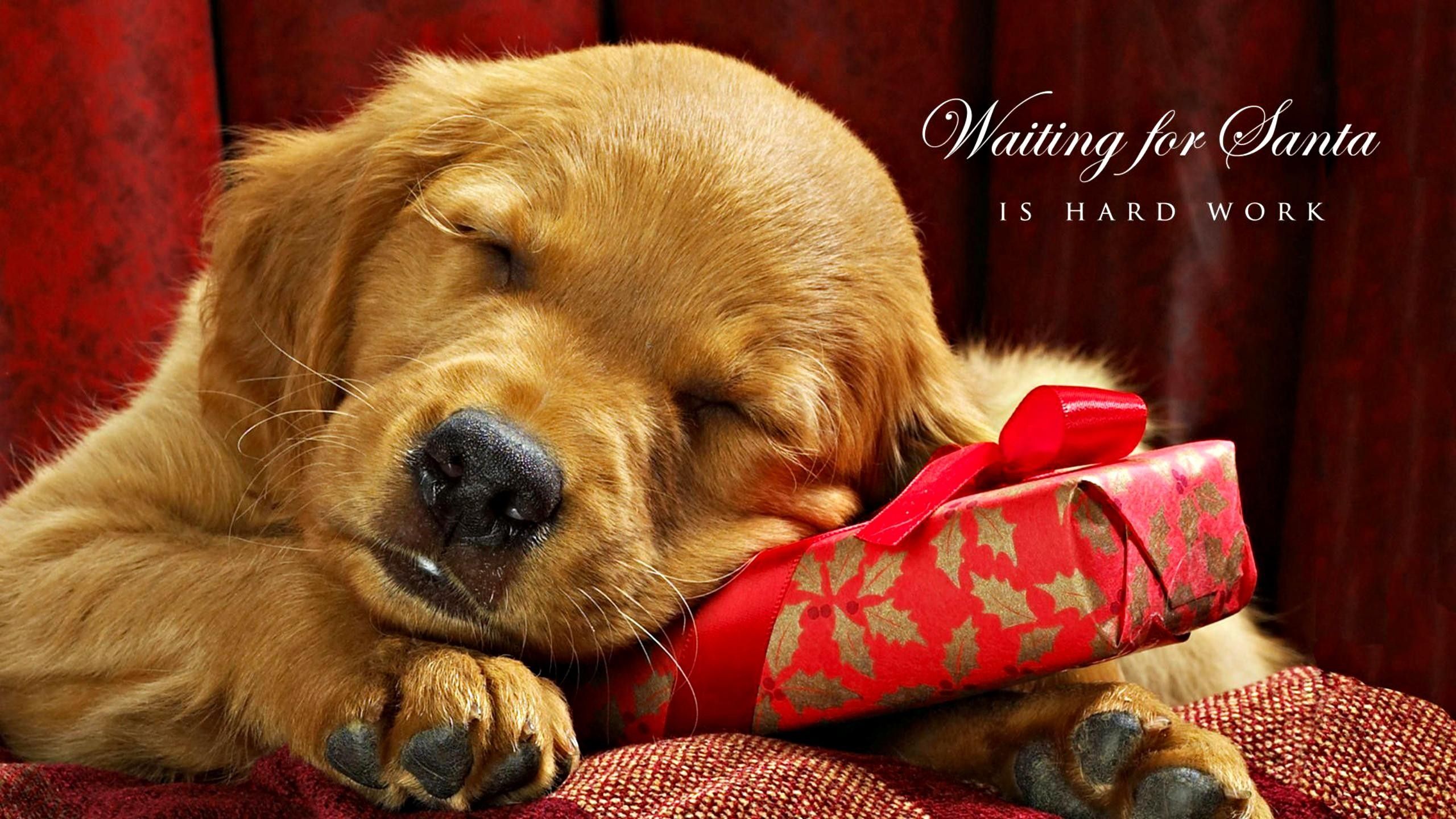 Christmas Puppy Desktop Wallpaper
