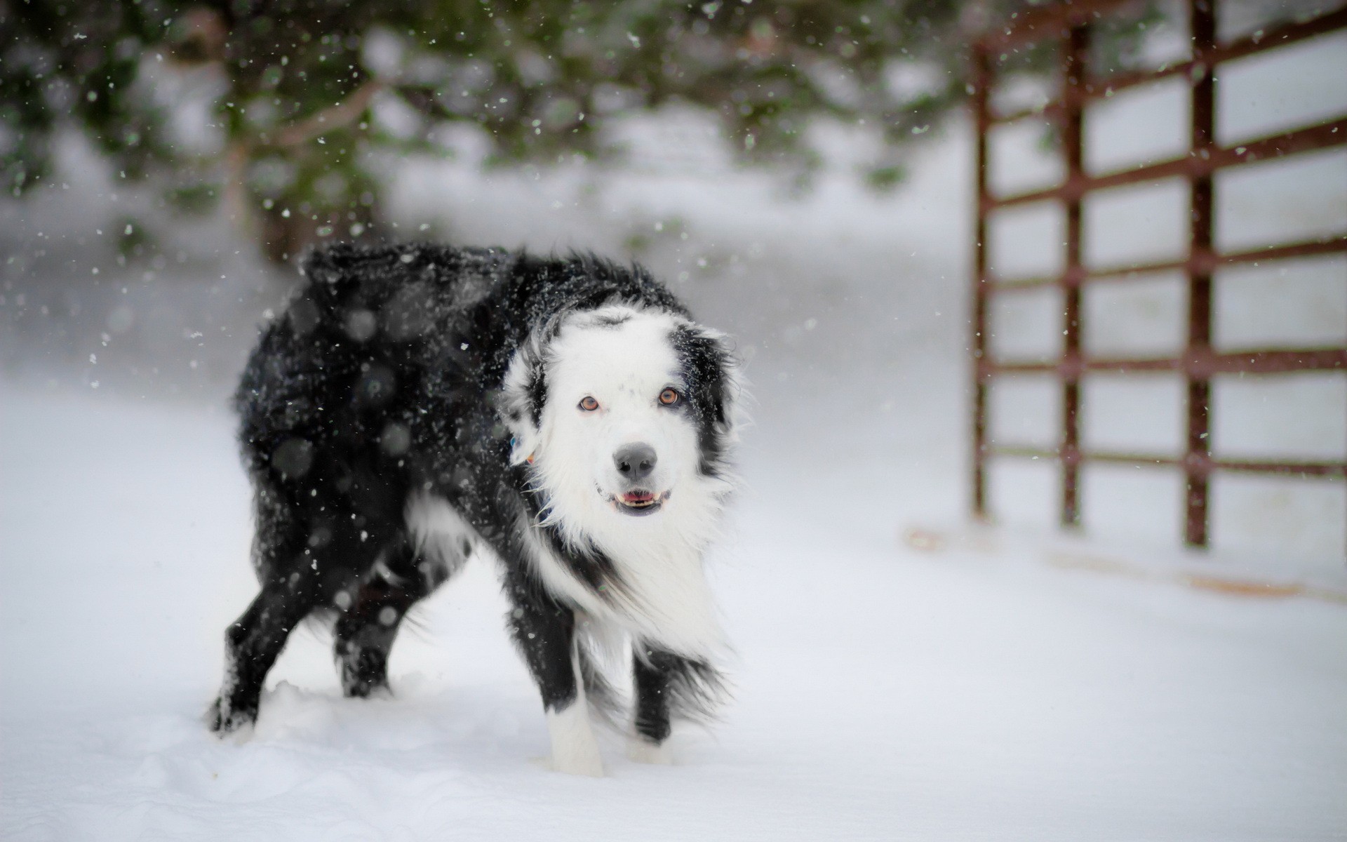 winter, Animals, Dogs Wallpaper HD / Desktop and Mobile Background