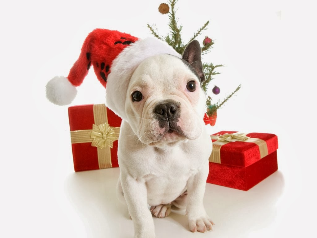 Desktop Dog Christmas Wallpaper Present Cute Animal