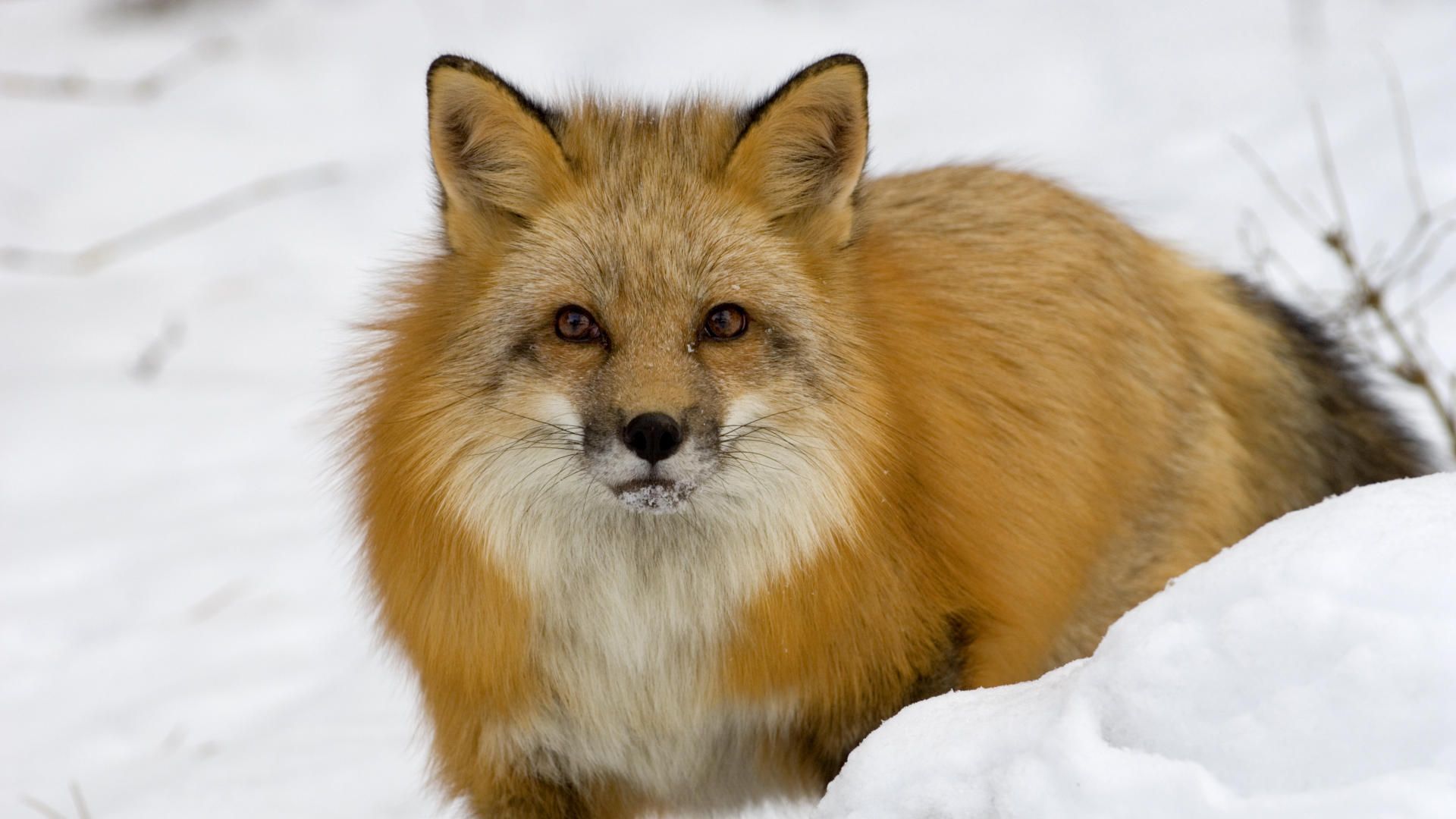 Fox in the snow, winter, animal, animals desktop PC and Mac wallpaper
