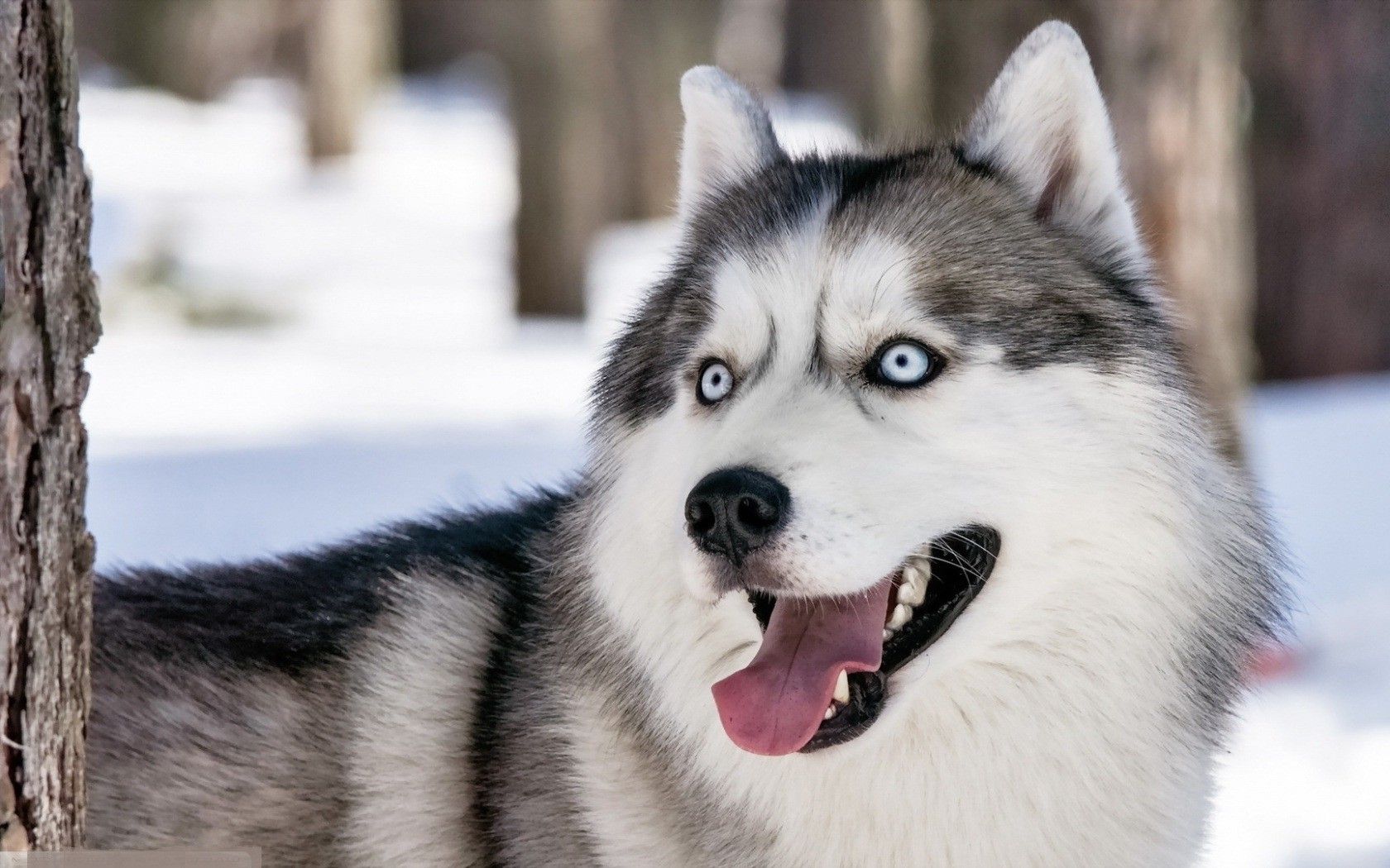 dog, Winter, Animals Wallpaper. Siberian husky dog, Animals, Animals image