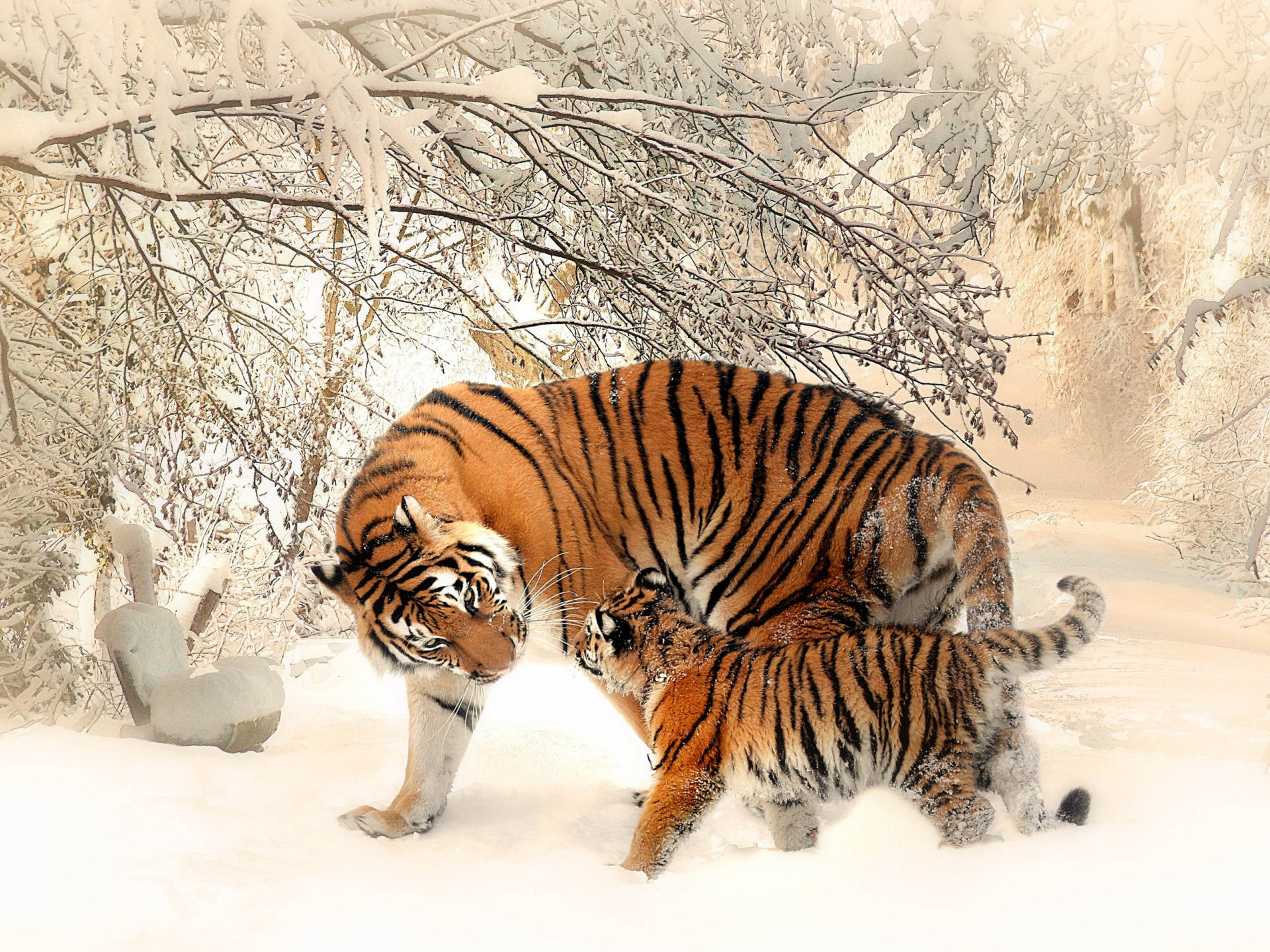 Animals Mammals Siberian Tiger And Her Baby Winter Snow Photo For Desktop HD Wallpaper For Mobile Phones Tablet And Pc, Wallpaper13.com