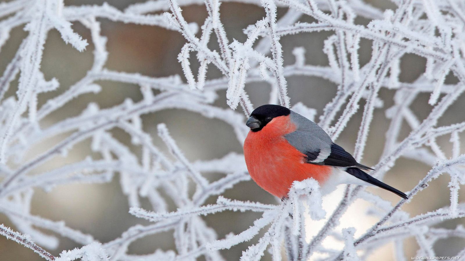 Bird wallpaper [1600x900]. Animal wallpaper, Winter bird, Bird