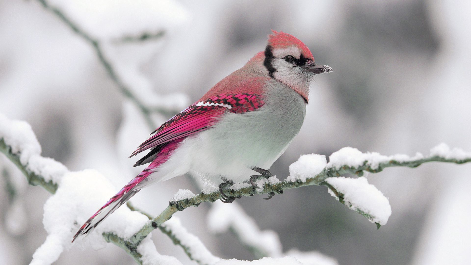 Bird, Winter, Snow, Branch, Nature Desktop Wallpaper Free Download