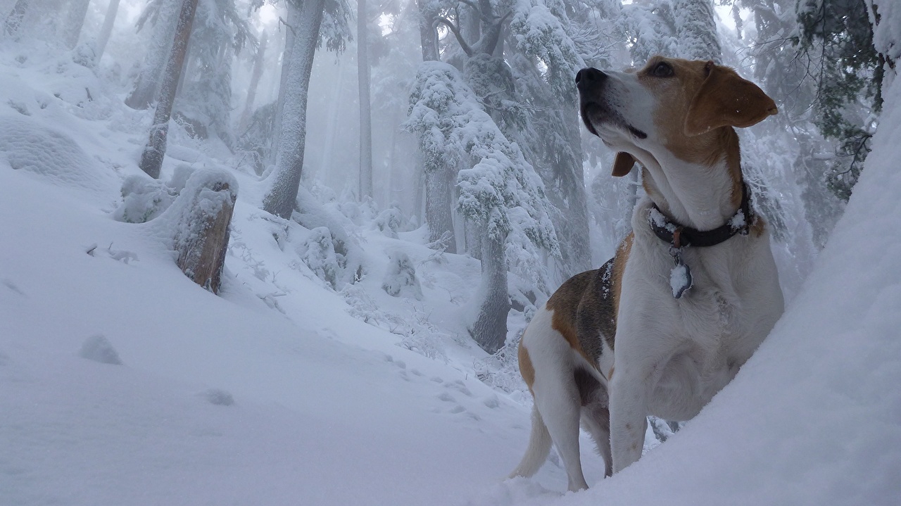 Desktop Wallpaper Beagle dog Winter Snow Animals