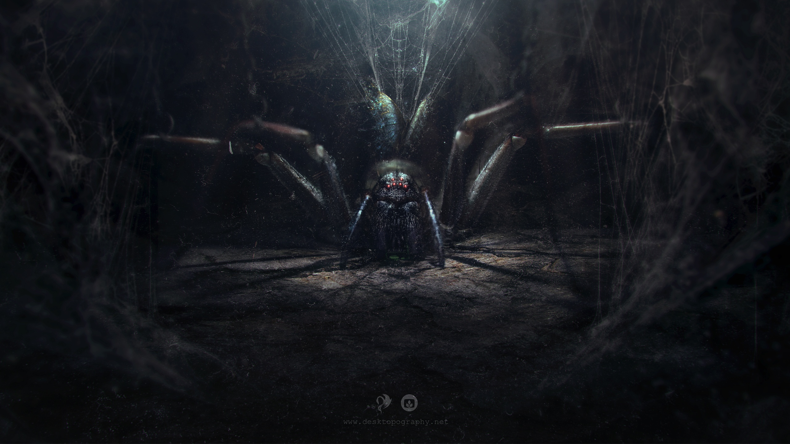 Big Spider Wallpapers Wallpaper Cave